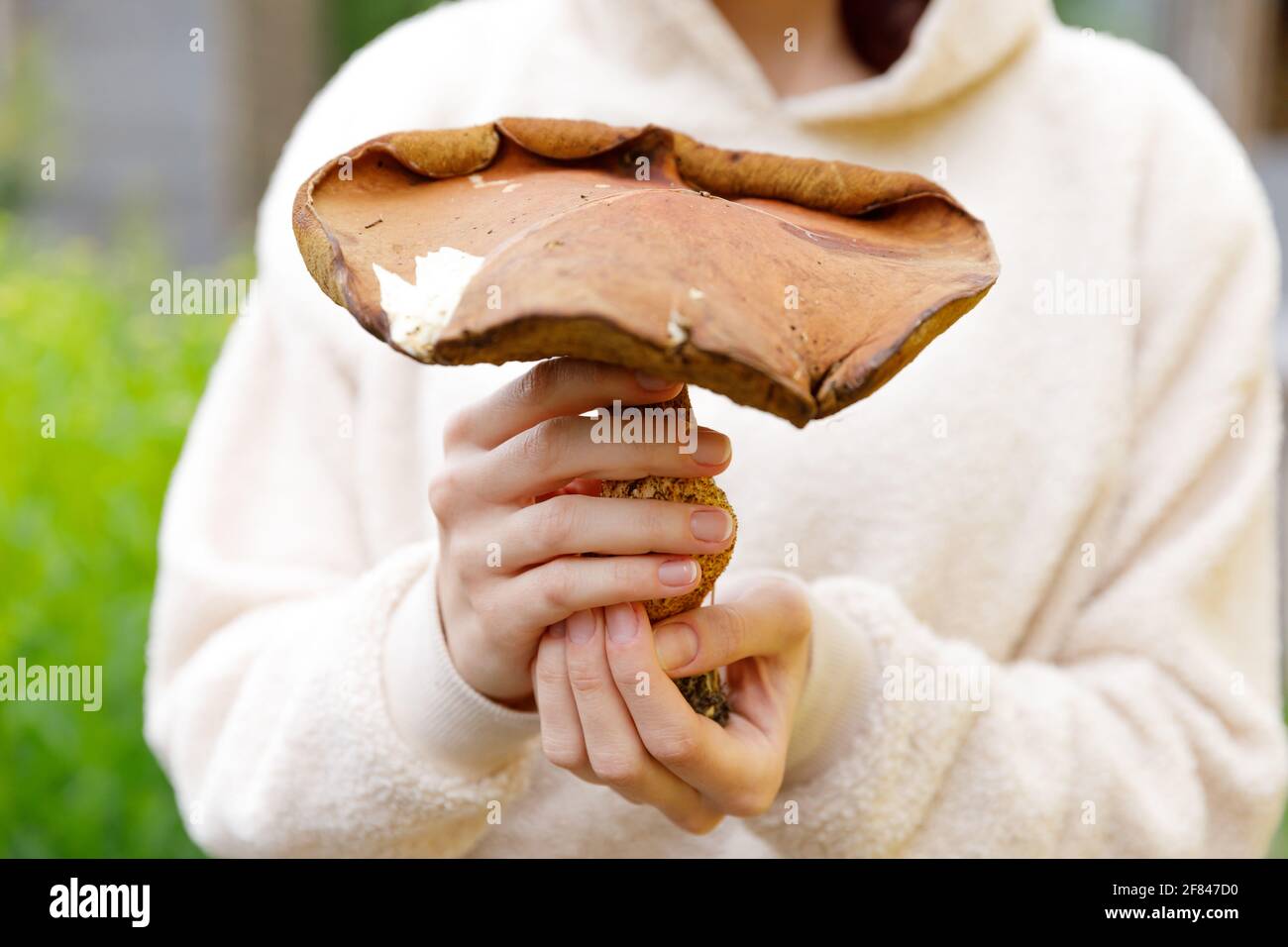 Weibliche Hand hält rohen essbaren Pilz mit brauner Kappe Penny Bun im Herbst Wald Hintergrund. Ernte große Zeps Pilze in der natürlichen Umwelt Stockfoto