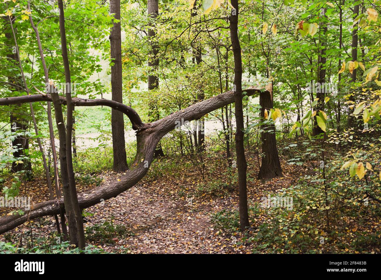 Gebrochener Baum von seltsamer Form im Park in der Herbst Stockfoto