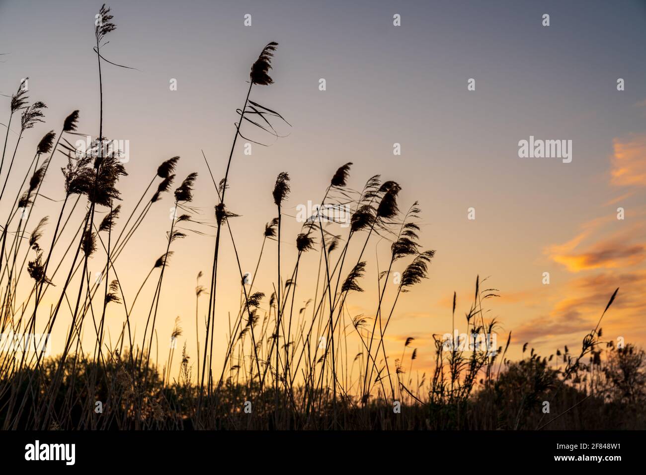 Silhouette eines Blumenfeldes während des Sonnenuntergangs. Der Himmel hat einige komplett rote Wolken. Stockfoto