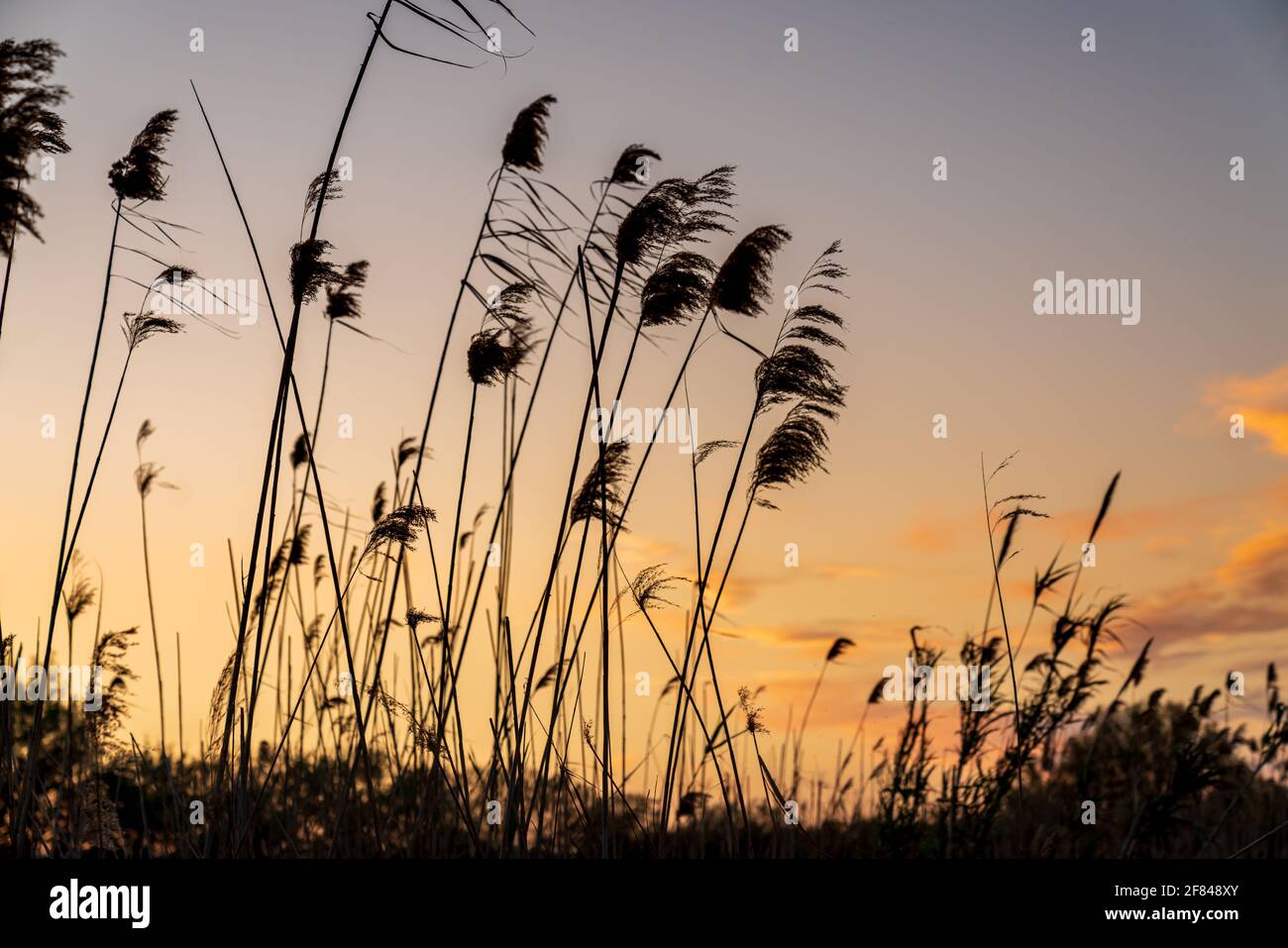 Silhouette eines Blumenfeldes während des Sonnenuntergangs. Der Himmel hat einige komplett rote Wolken. Stockfoto