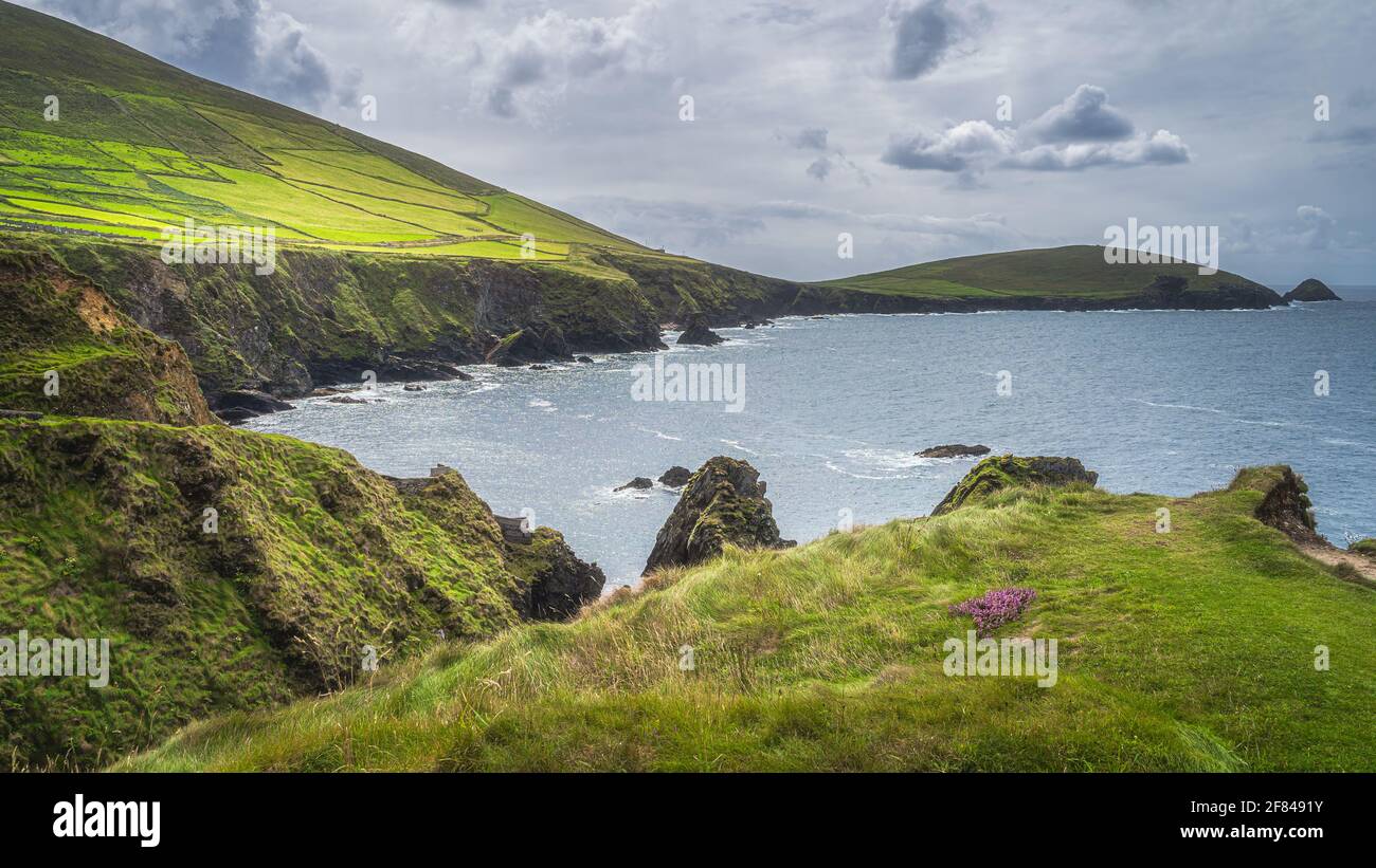 Wunderschöne Bucht, umgeben von hohen Klippen und Inseln der Halbinsel Dingle, in der Nähe von Dunquin Pier, Wild Atlantic Way, Kerry, Irland Stockfoto