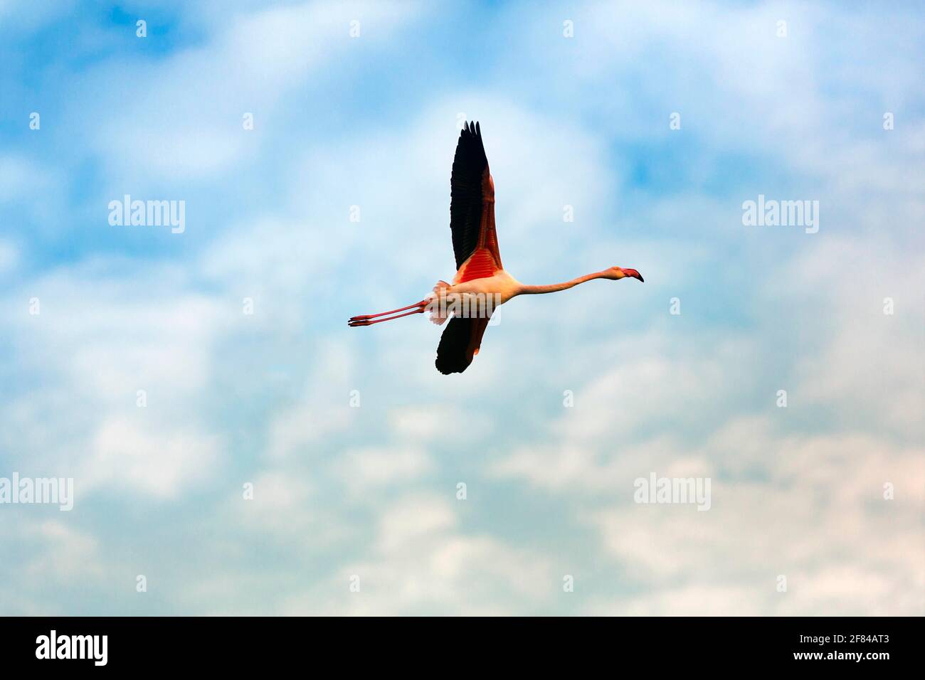 Großer Flamingo (Phoenicopterus roseus), der im leicht bewölkten Abendhimmel fliegt, Camargue, Provence, Frankreich Stockfoto