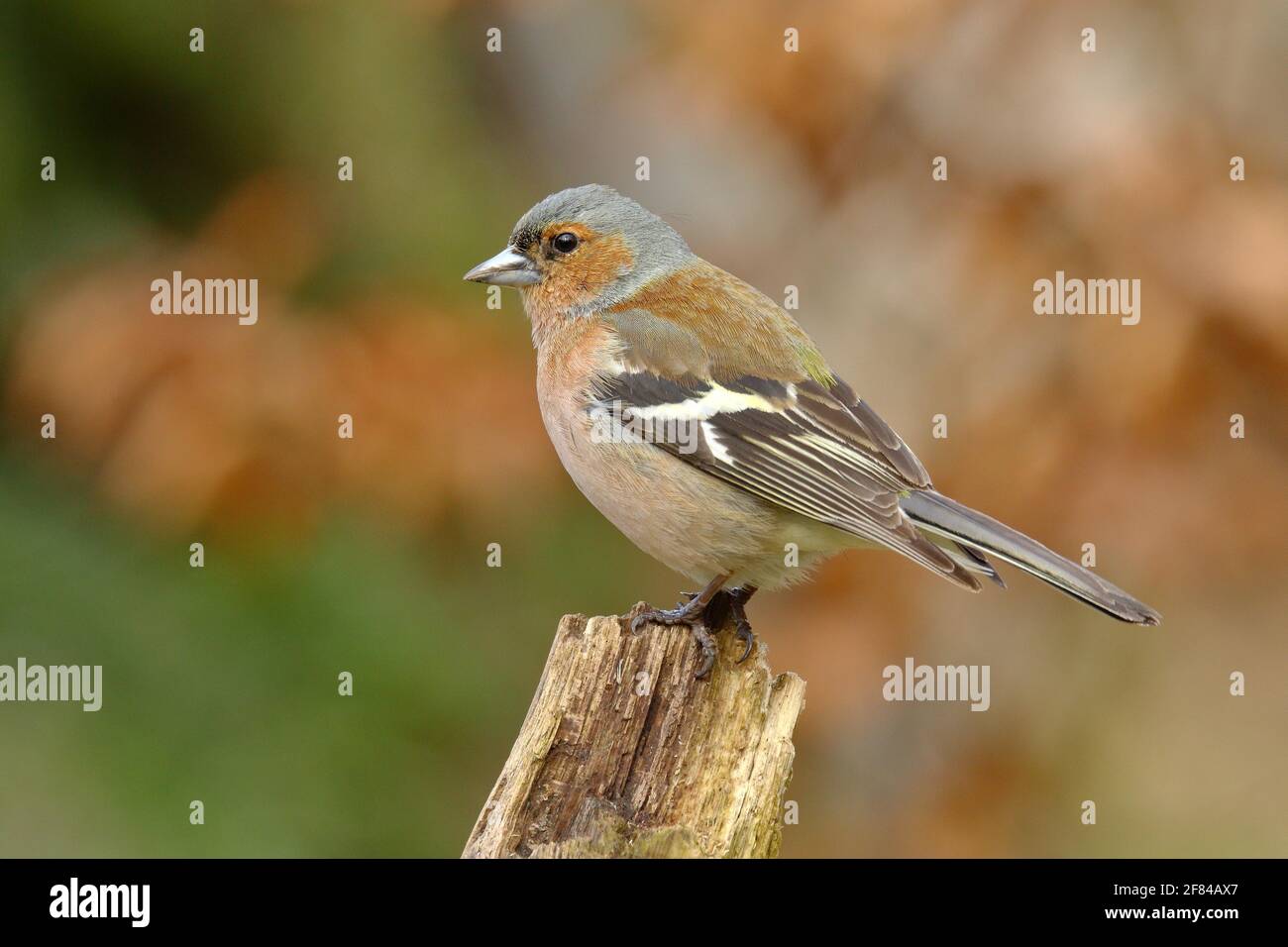 Buchfink (Fringilla coelebs), männlich, auf einem alten Baumstumpf sitzend, Wilden, Nordrhein-Westfalen, Deutschland Stockfoto