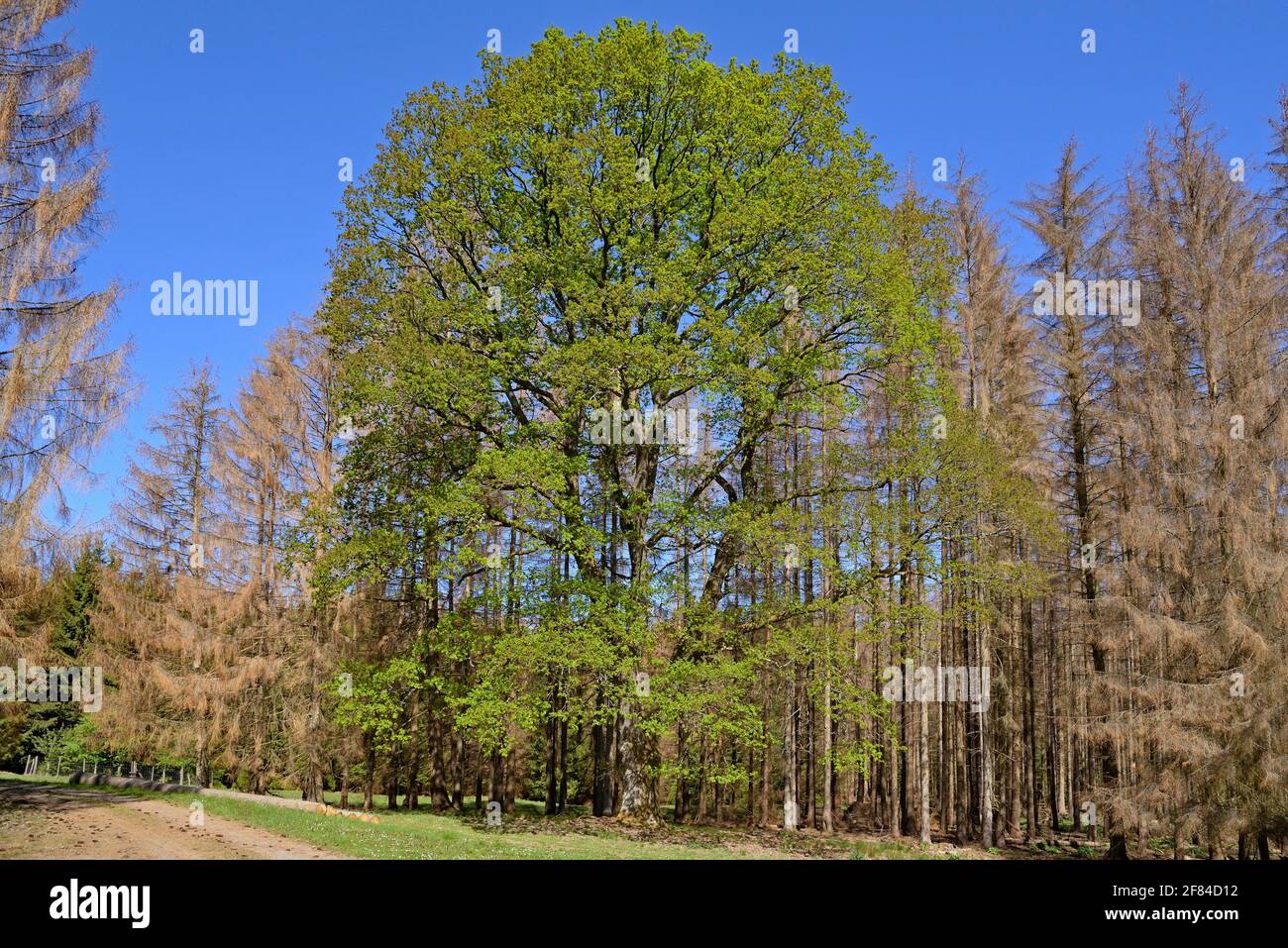 Eiche (Quercus), imposanter Baum mit Blattsprossen, umgeben von toten Fichten (Picea abies), Naturpark Arnsberger Wald, Nordrhein-Westfalen Stockfoto