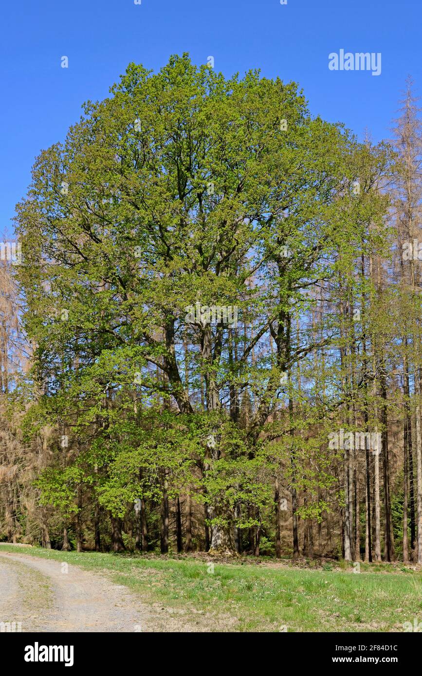 Eiche (Quercus), imposanter Baum mit Blattsprossen, umgeben von toten Fichten (Picea abies), Naturpark Arnsberger Wald, Nordrhein-Westfalen Stockfoto