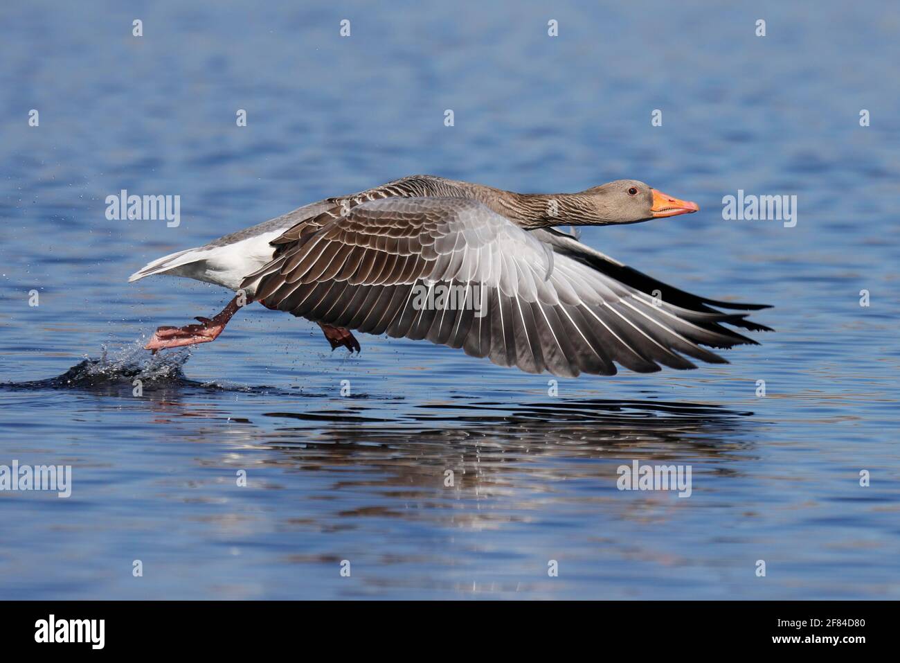 Graugans (Anser anser) auf einem See, Deutschland Stockfoto