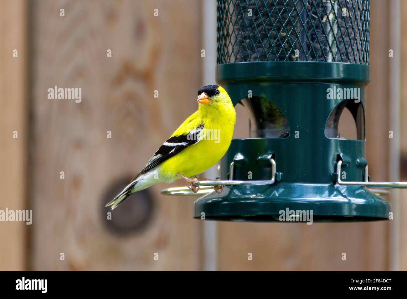 Porträt eines männlichen amerikanischen Goldfinken bei einem grünen Vogel Feeder mit einem Holzzaun Hintergrund Stockfoto