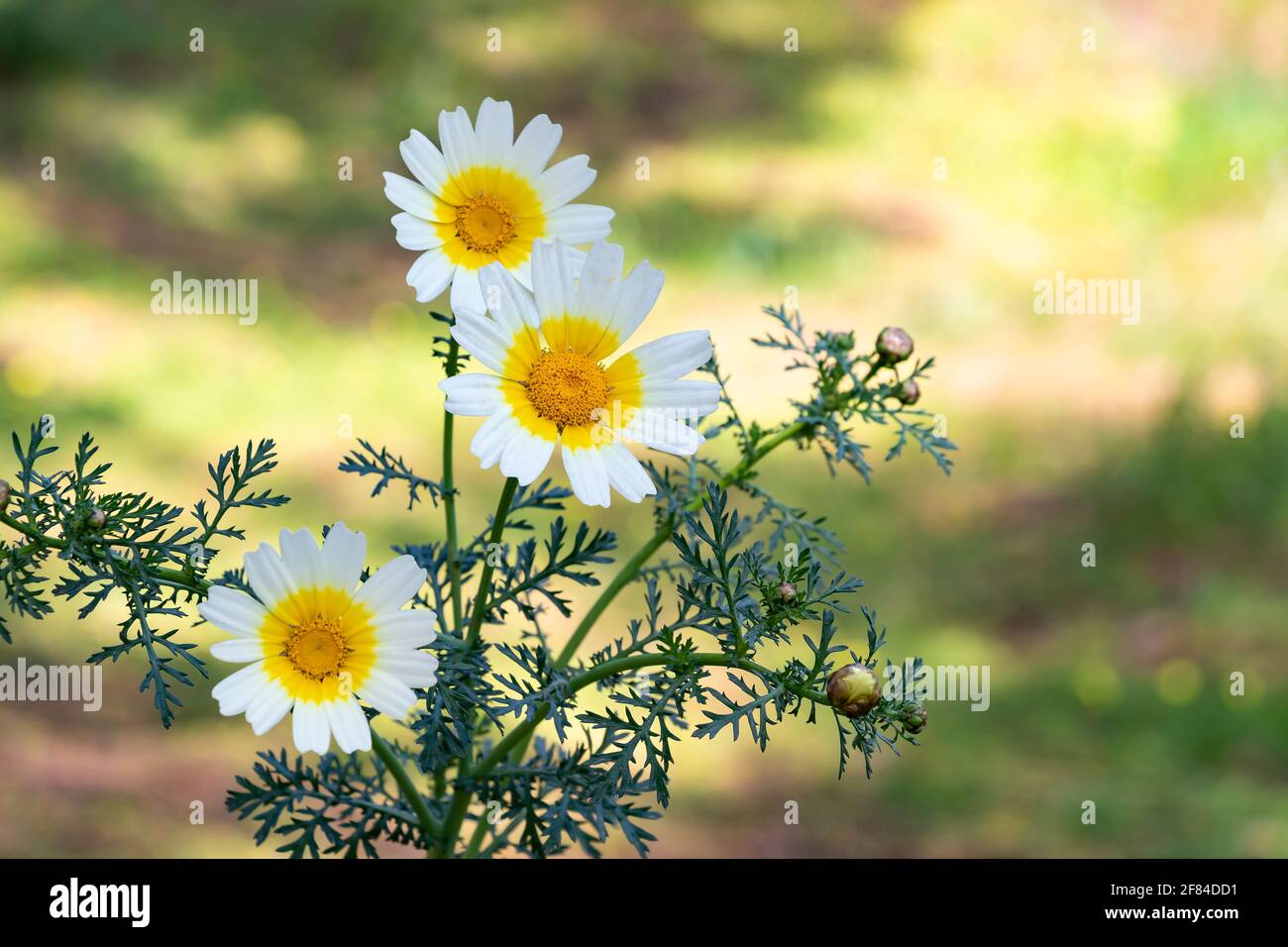 Chrysanthemum coronarium, Glebionis coronaria, Ochsenblüten oder tote Blume unter vielen anderen Namen, ist ein jährliches Kraut der Familie der Asteraceae und der t Stockfoto