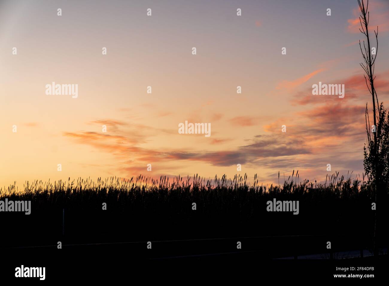 Silhouette eines Blumenfeldes während des Sonnenuntergangs. Der Himmel hat einige komplett rote Wolken. Stockfoto