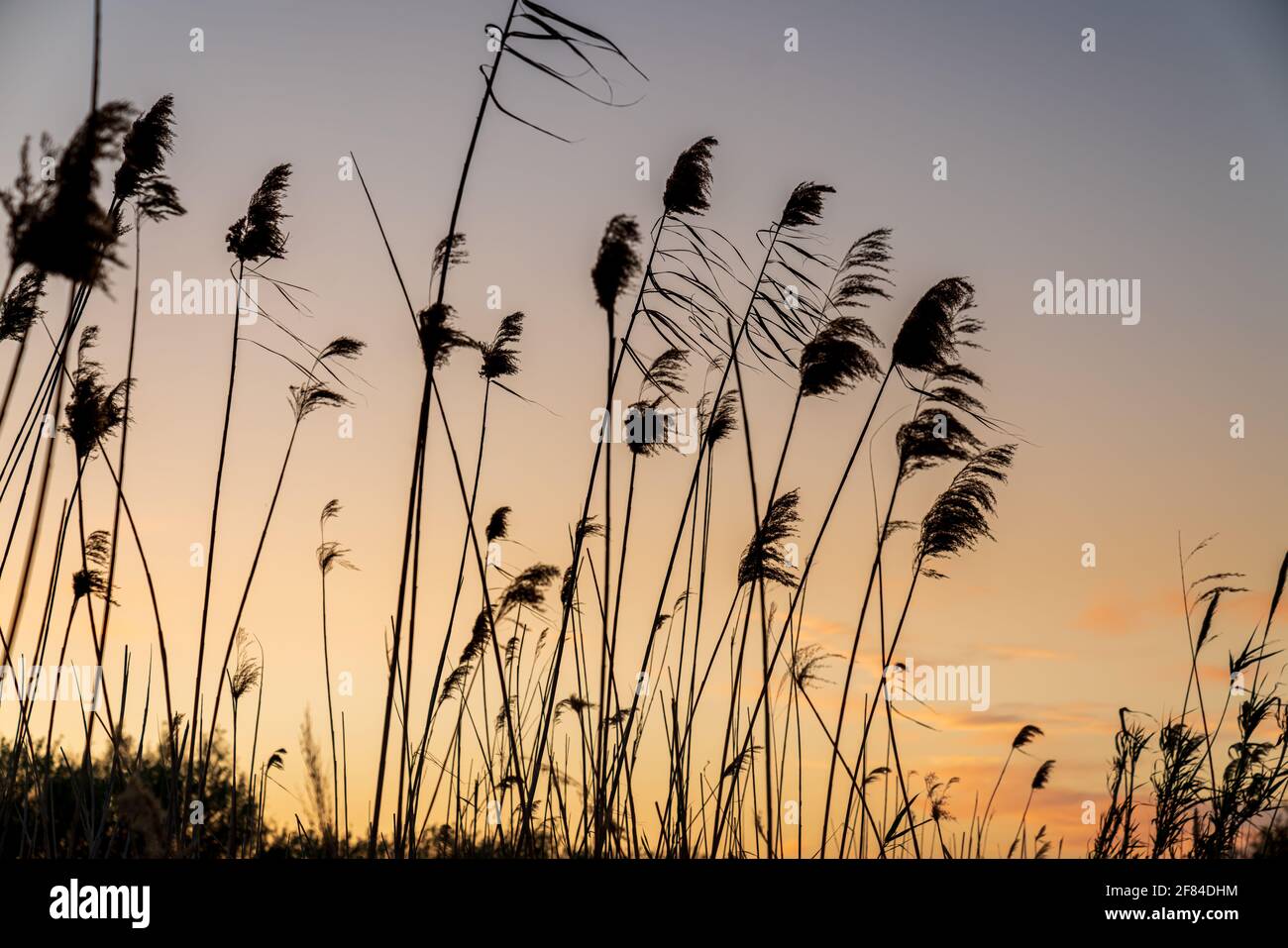 Silhouette eines Blumenfeldes während des Sonnenuntergangs. Der Himmel hat einige komplett rote Wolken. Stockfoto