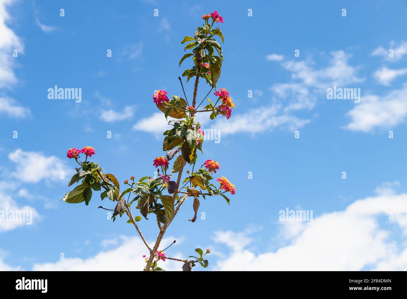 Lantana camara sanguinea, Familie der Verbenaceae. Es ist eine mediterrane Gartenpflanze sehr geschätzt für die Menge der Blumen bietet es uns und für die Stockfoto