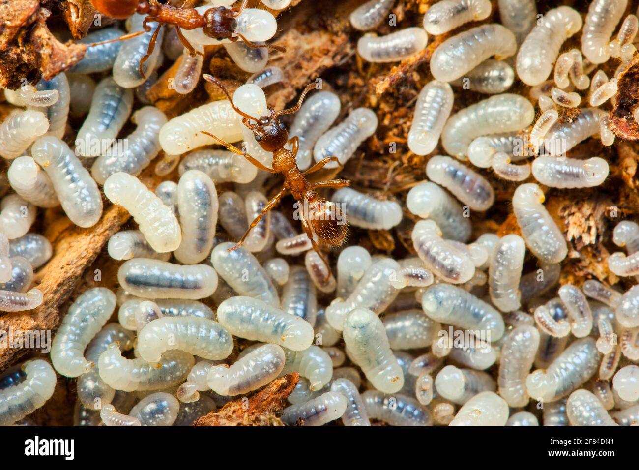 Rote Knüpfameisen, Arbeiter, Larven (Myrmica rubra), Deutschland Stockfoto