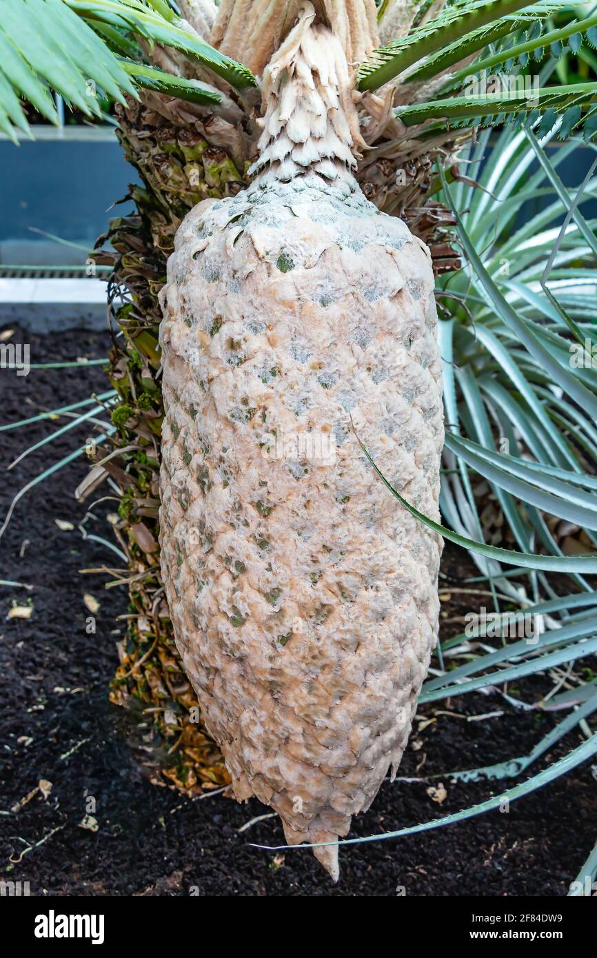 Dioon spinulosum, eine riesige dioon-Palme, ist eine Cycade, die in den tropischen Regenwäldern von Veracruz und Oax endemisch an Kalksteinklippen und felsigen Hängen vorkommt Stockfoto