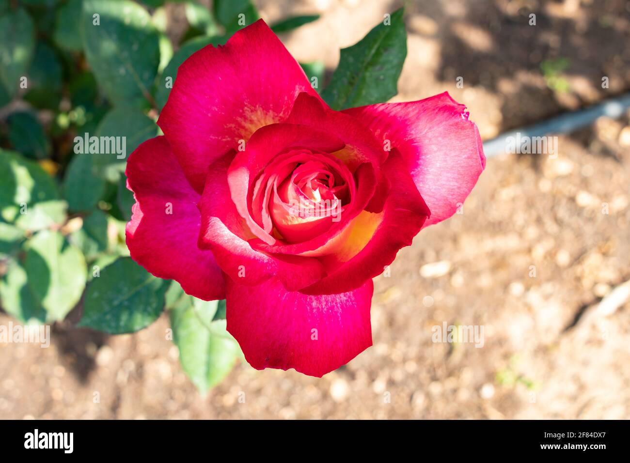 Rote Rose. Die Rosa-Gattung besteht aus einer bekannten Gruppe von meist dornigen und blumigen Sträuchern, den wichtigsten Vertretern der Familie der Rosaceae.die Stockfoto