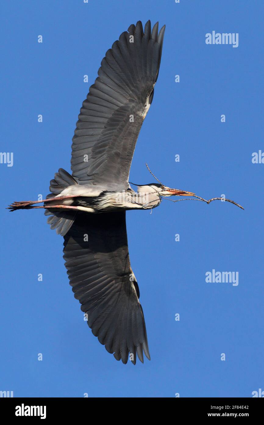 Graureiher (Ardea cinerea), mit Nistmaterial, Deutschland Stockfoto