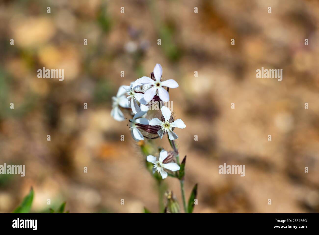 Silene gallica ist eine Art blühender Pflanze aus der Familie der Caryophyllaceae, die unter verschiedenen gemeinsamen Namen bekannt ist, einschließlich der kleinen, kleinblühenden Catchfly Stockfoto