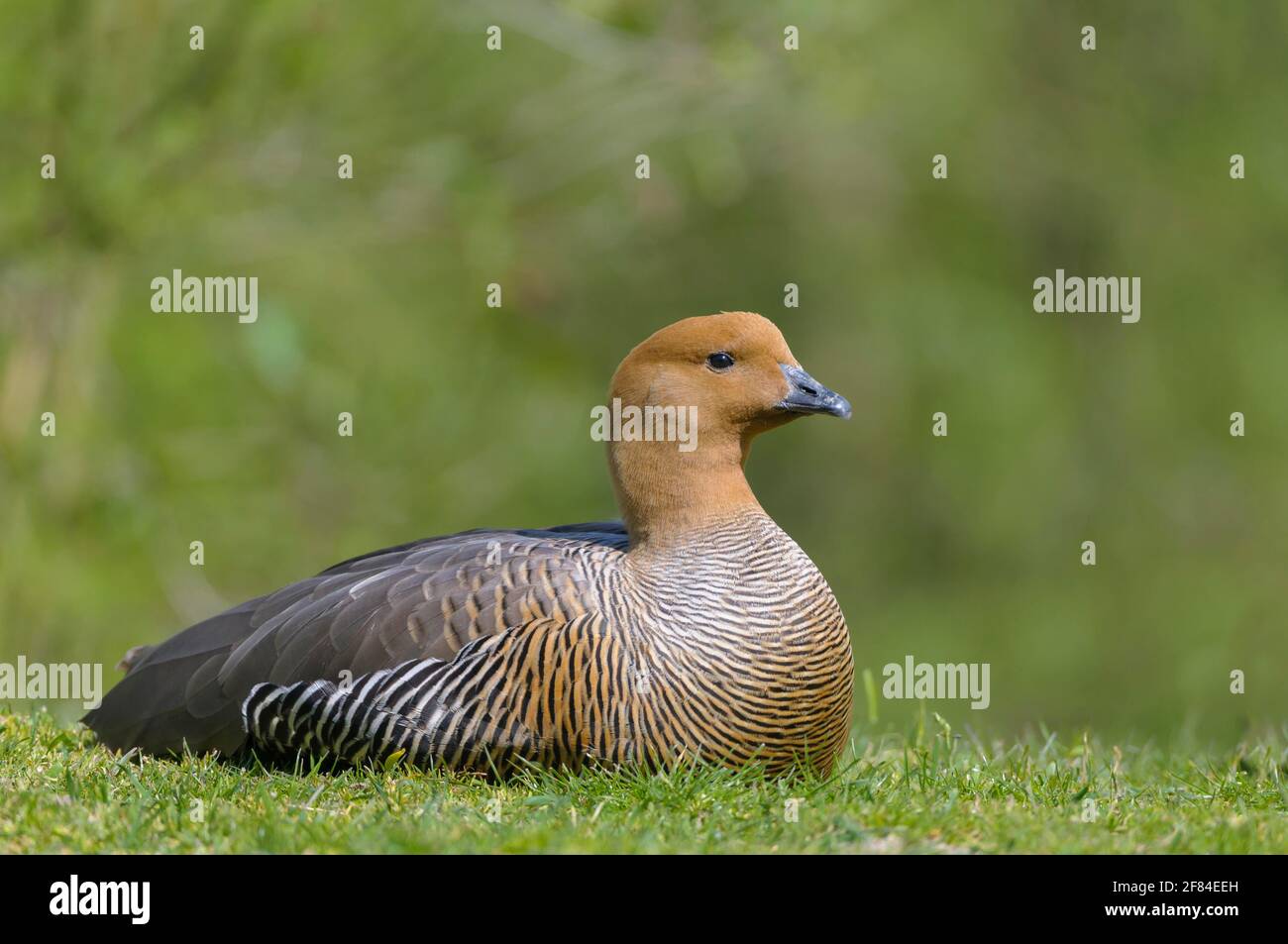 Weibliche Magellan-Gans (Chloephaga picta) Stockfoto