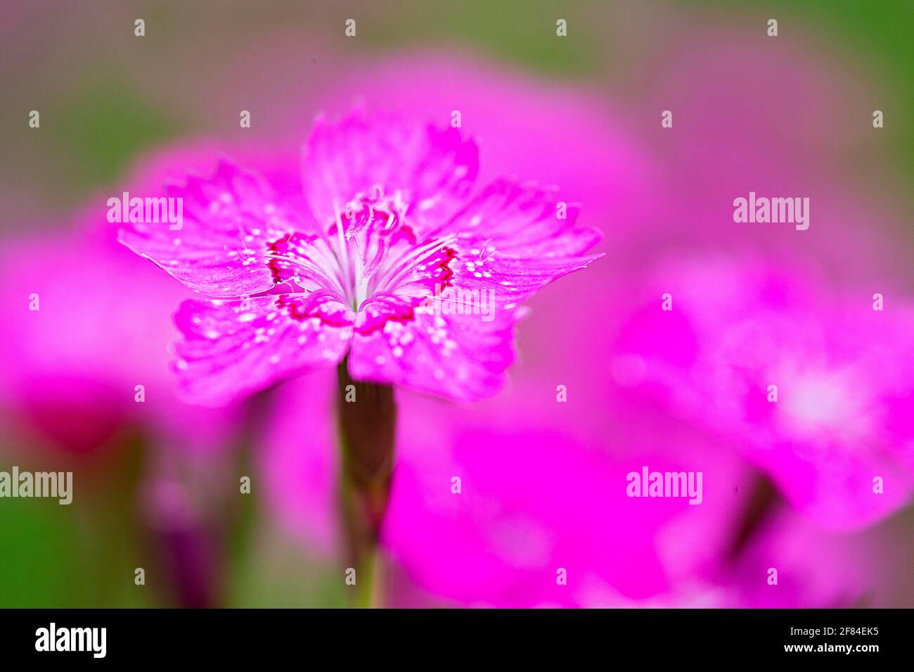 Blühende Maiden (Dianthus deltoides), Nordrhein-Westfalen, Deutschland Stockfoto