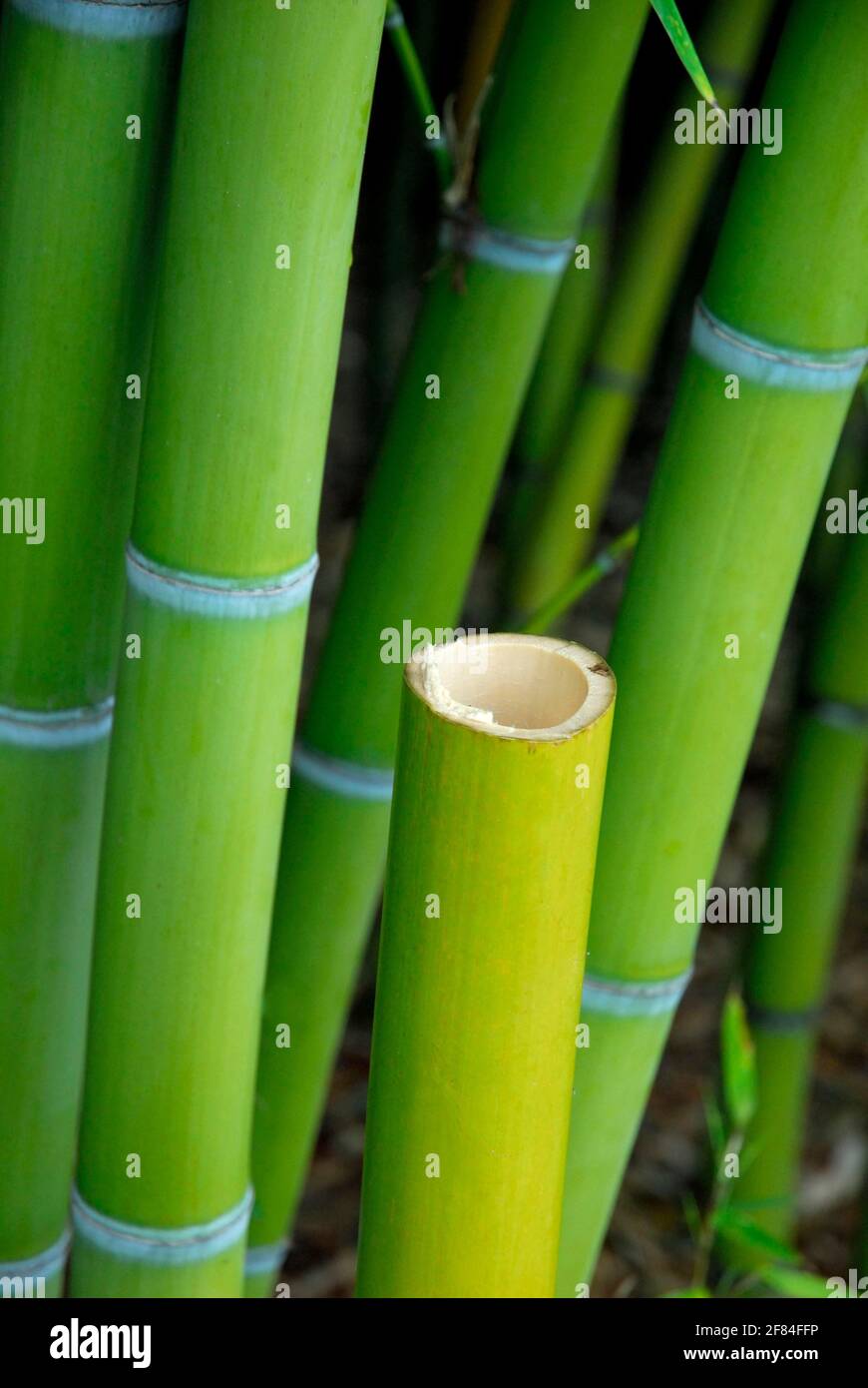Bambus, Bambusstmme, Bambusstcke, Bambusstmme, hohl Stockfotografie -  Alamy