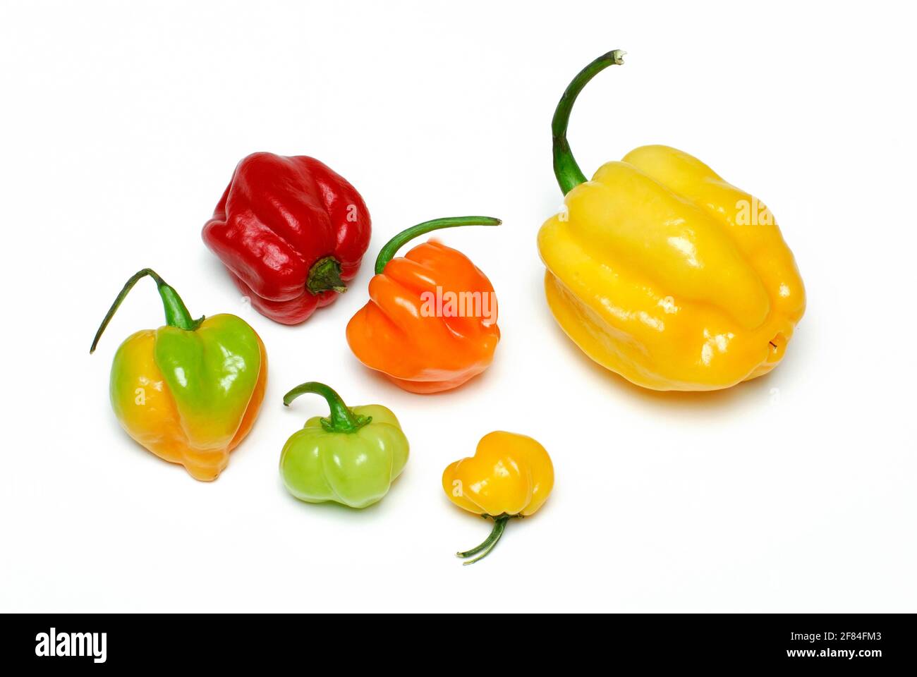 Habanero Schokolade (Capsicum chinense) , Chili Stockfoto