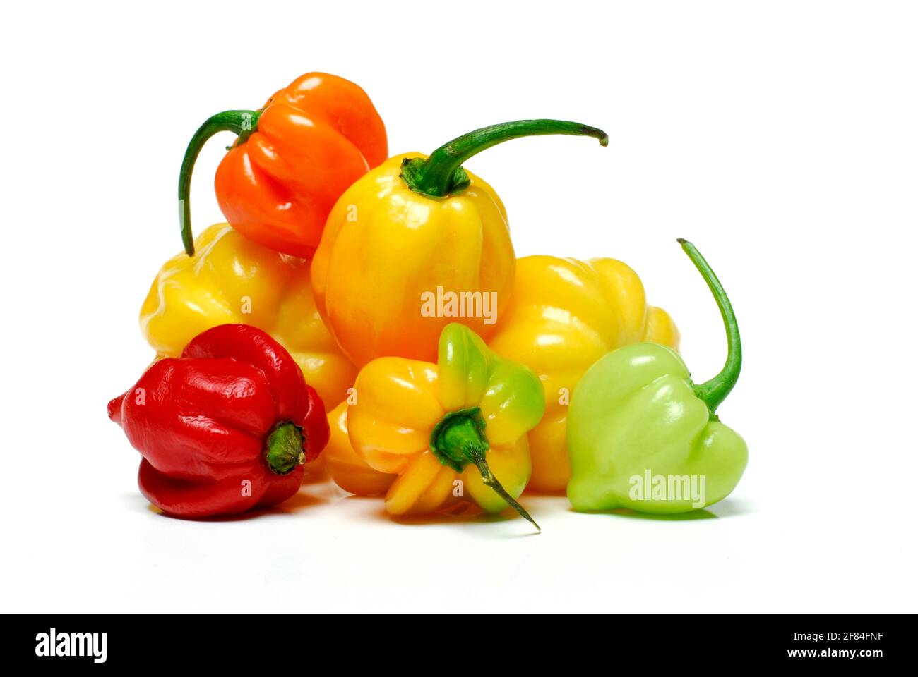 Habanero Schokolade (Capsicum chinense) , Chili Stockfoto