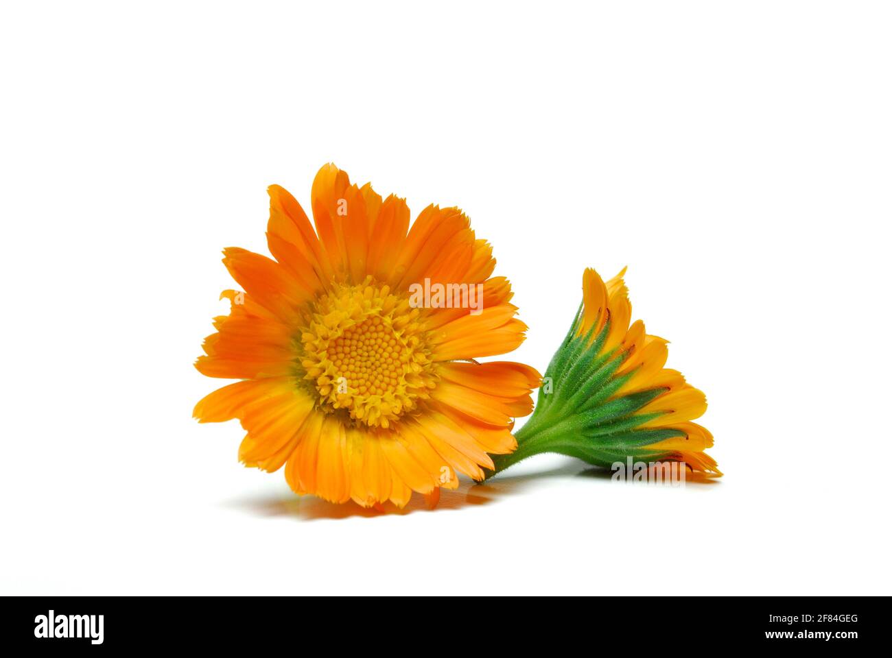 Garten-Ringelblume (Calendula Officinalis) Stockfoto