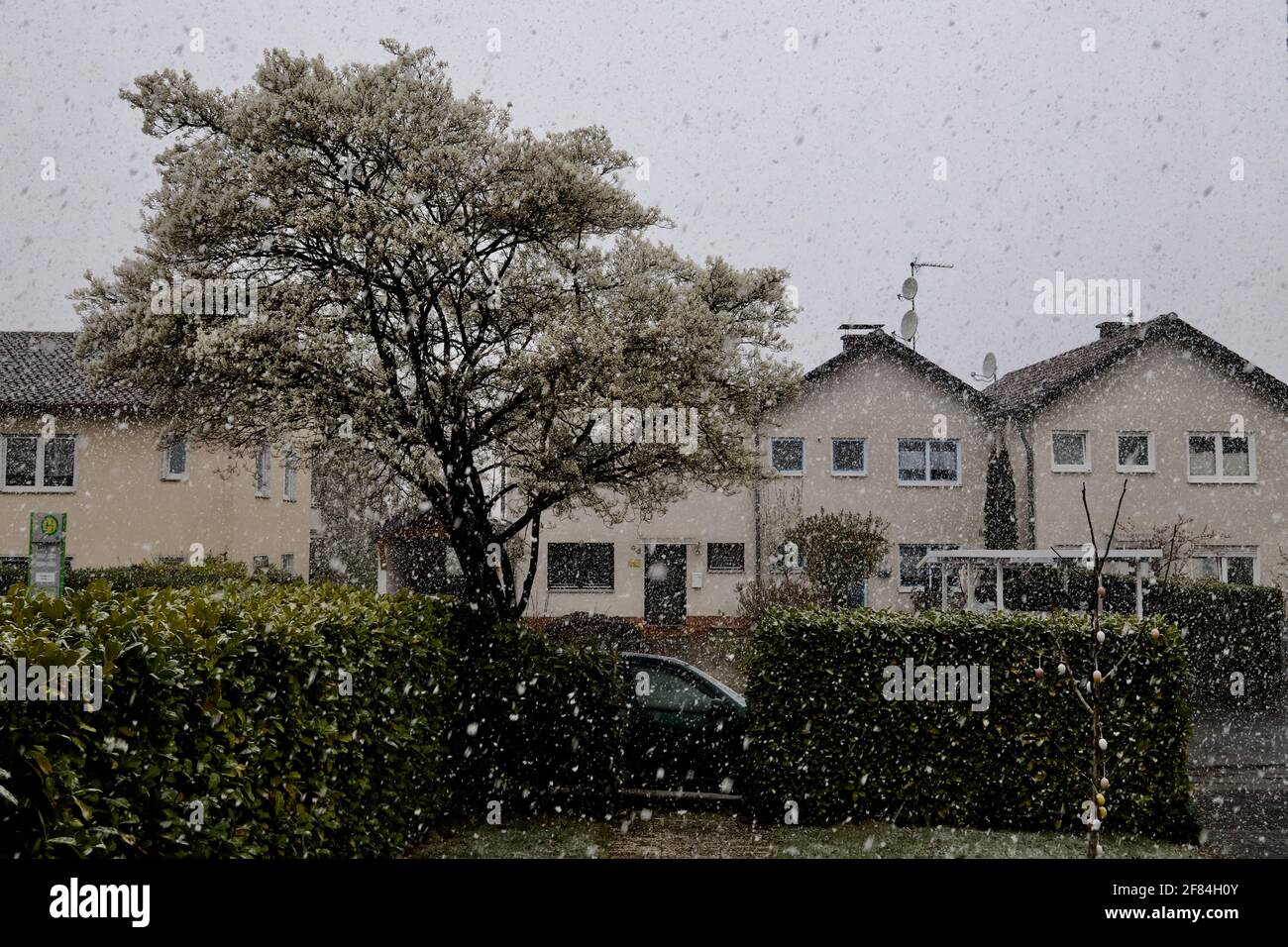 Blüten eines Kirschbaums im Schneefall im Frühling Stockfoto
