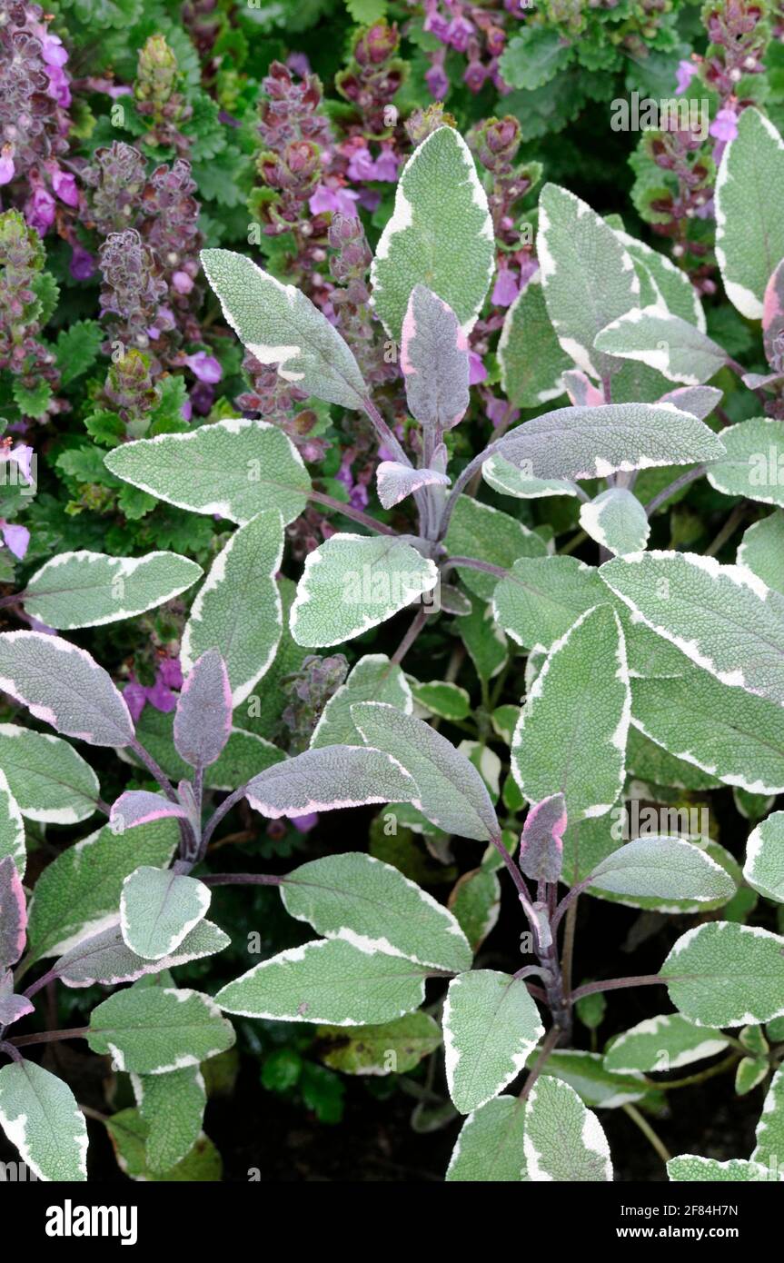 Salvia officinalis tricolor Fotos und Bildmaterial in hoher Auflösung