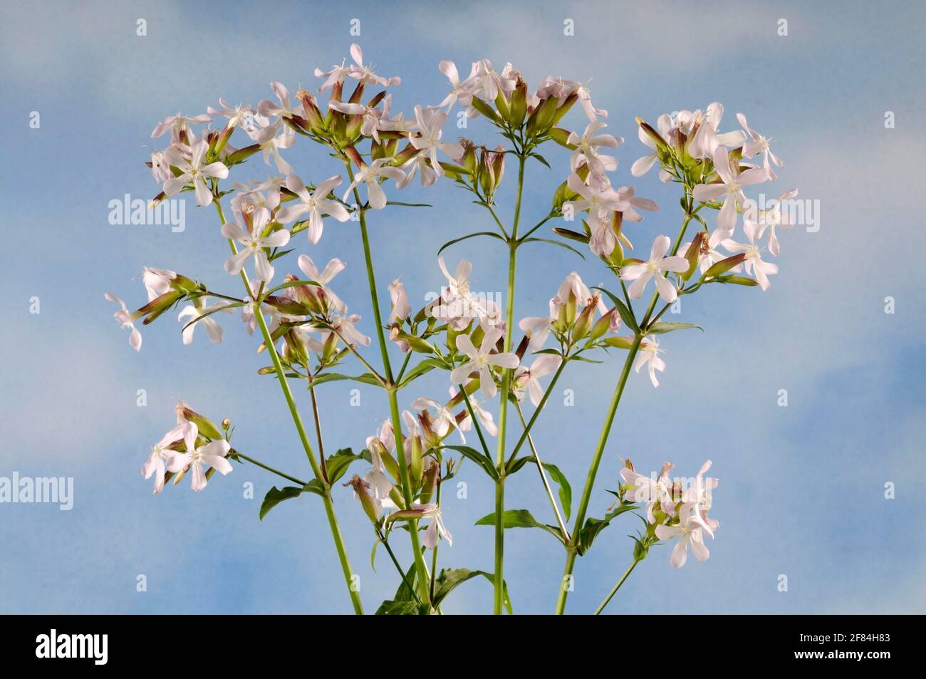 Seifenwurzel (Saponaria officinalis), Seifenkraut, Soaproot, Wachswurzel, gewöhnlicher Seifenkraut Stockfoto