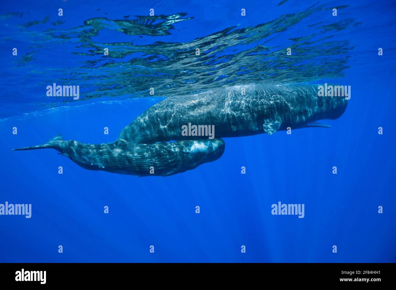 Pottwale (Physetter macrocephalus), Weibchen mit Jungfischen, kleine Antillen, Leeward Islands, Dominica Stockfoto