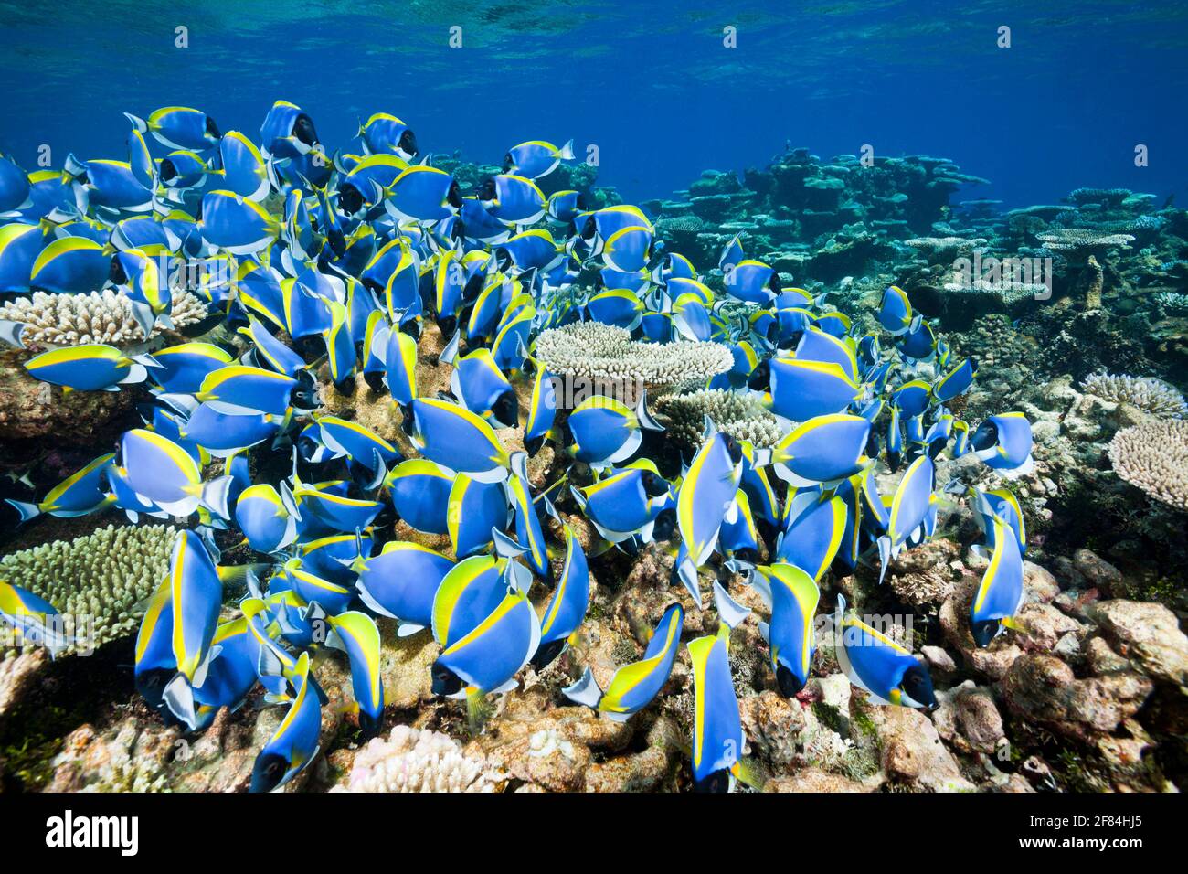 Powderblue Surgeonfish (Acanthurus leucosternon), Thaa Atoll, Malediven, Power-blue Tang Stockfoto