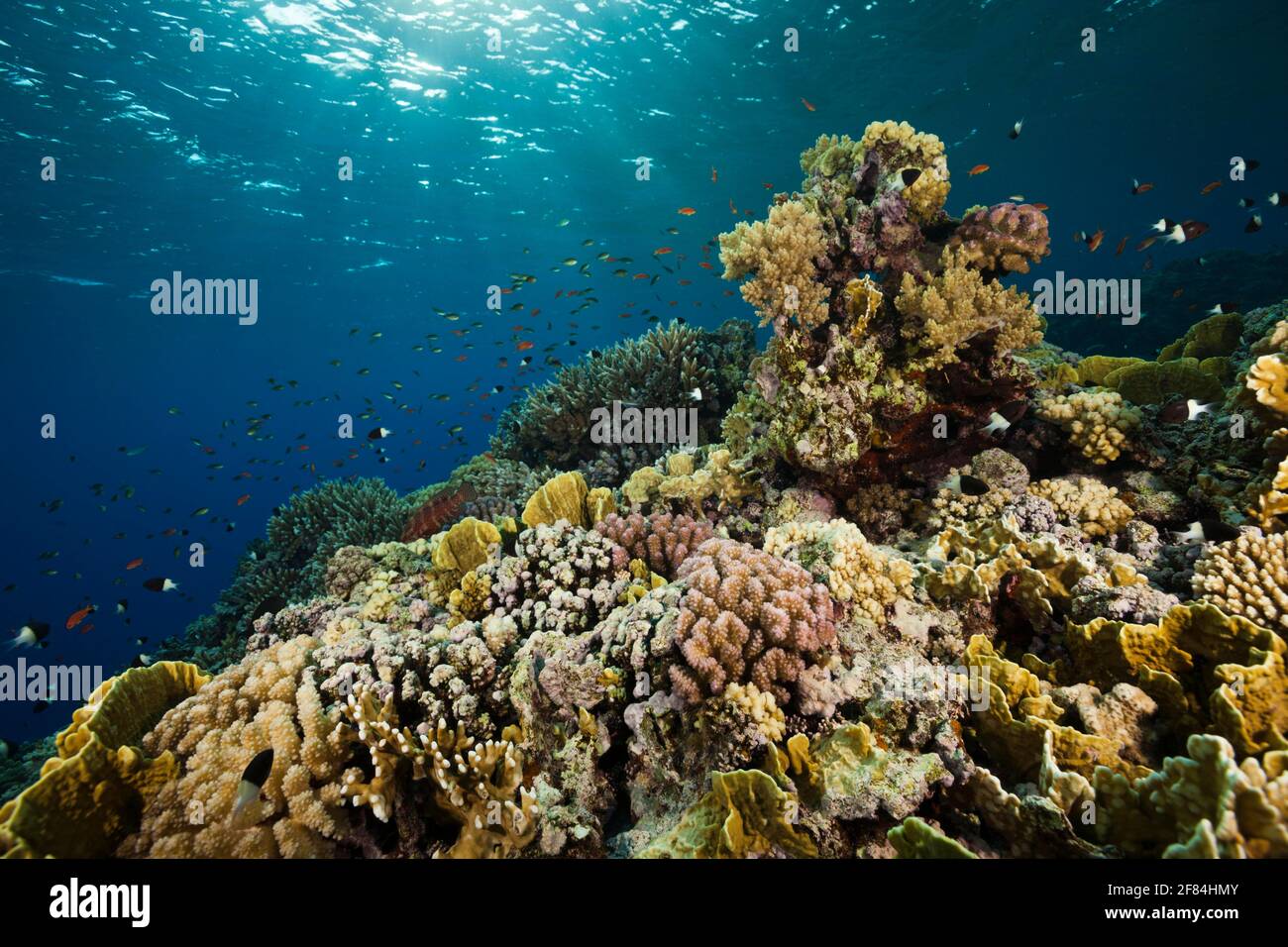 Korallen auf Riffdach, Felseninsel, Rotes Meer, Ägypten Stockfoto