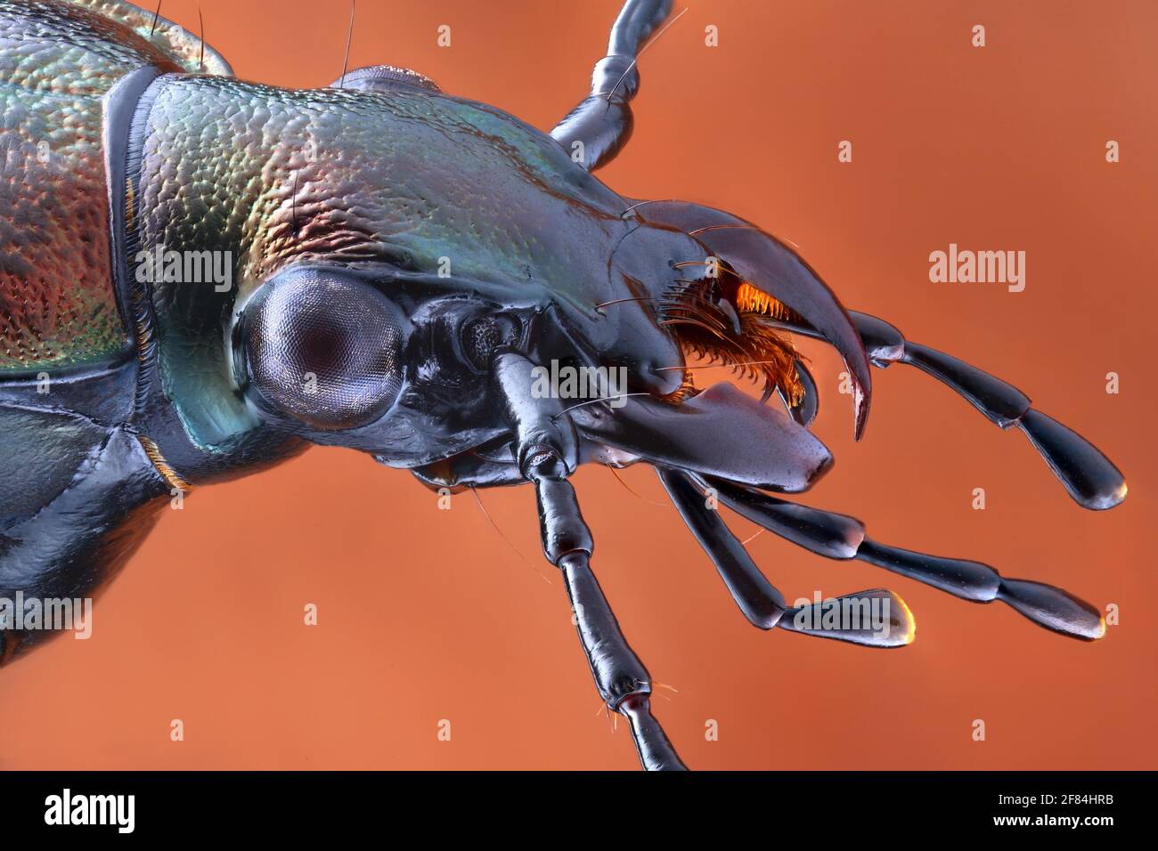 Tiger-Käferkopf (Carabus granulatus) Stockfoto