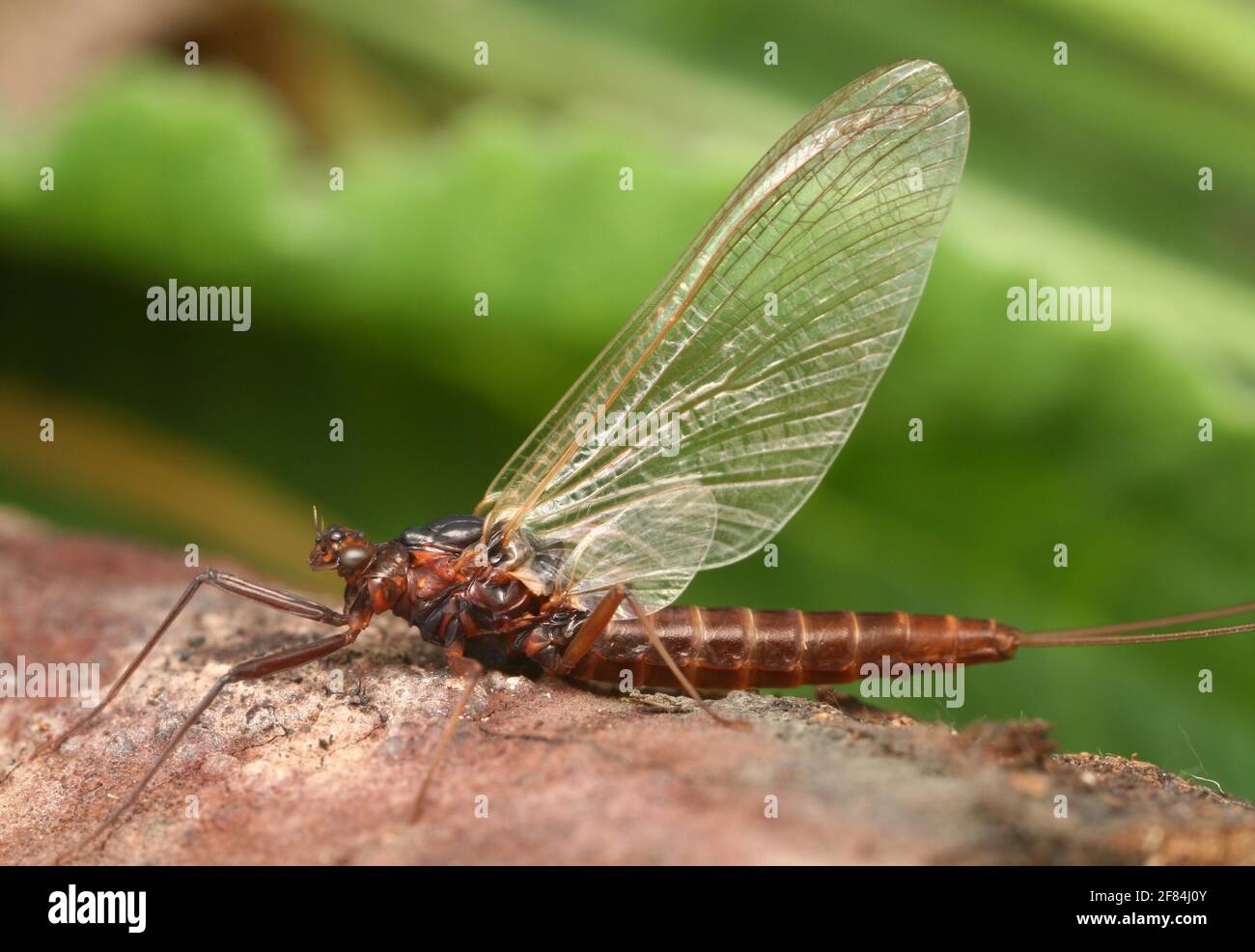 Ruhende Mayfly (Baetidae) Stockfoto