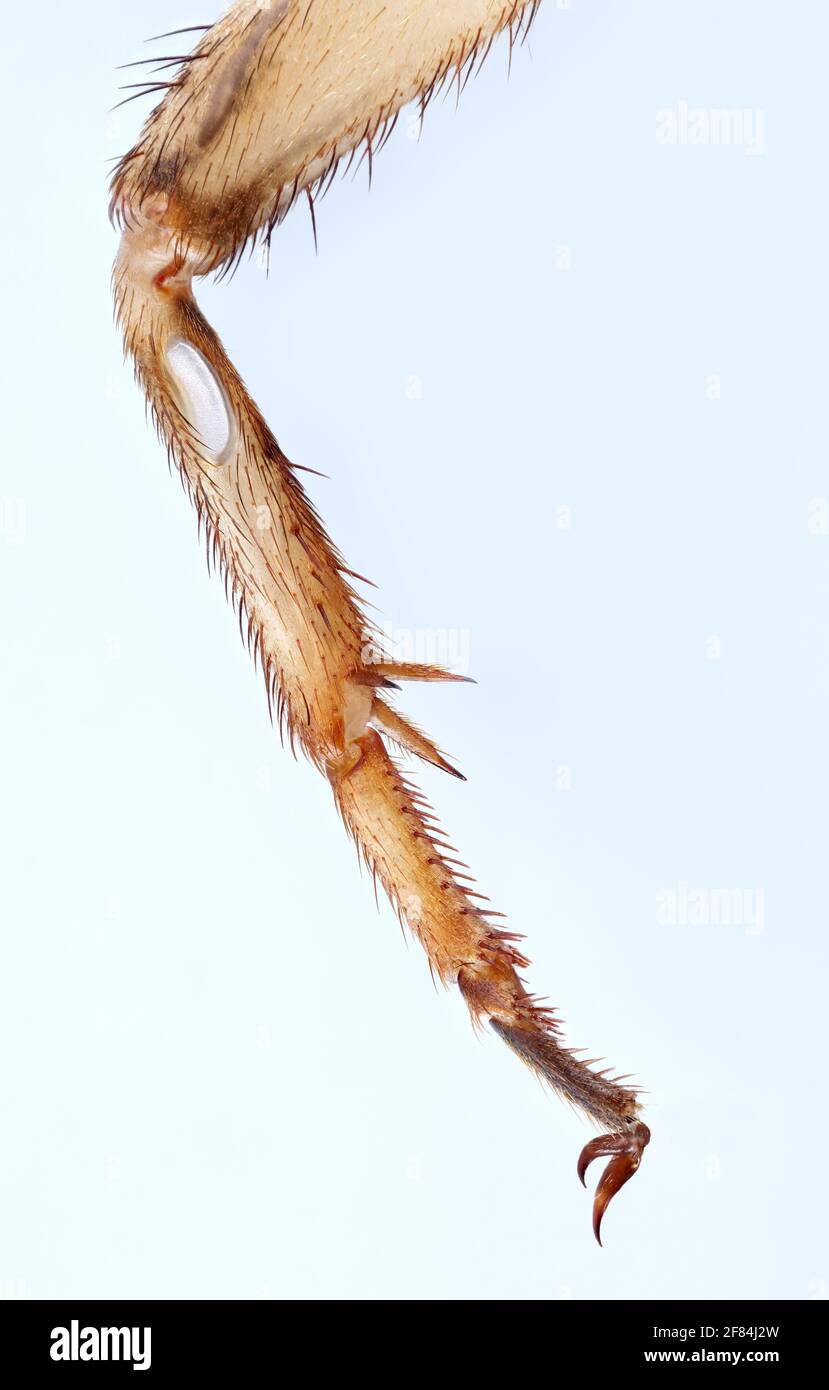 Vorderbein einer Cricket (Gryllidae) mit Hörorgan Stockfoto