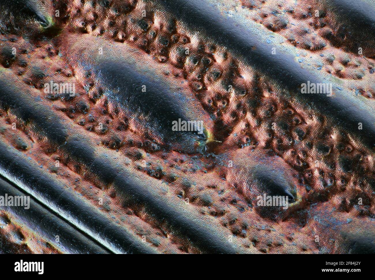 Detail der Flügeldecken eines Bodenkäfers (Carabus auronitens) Stockfoto