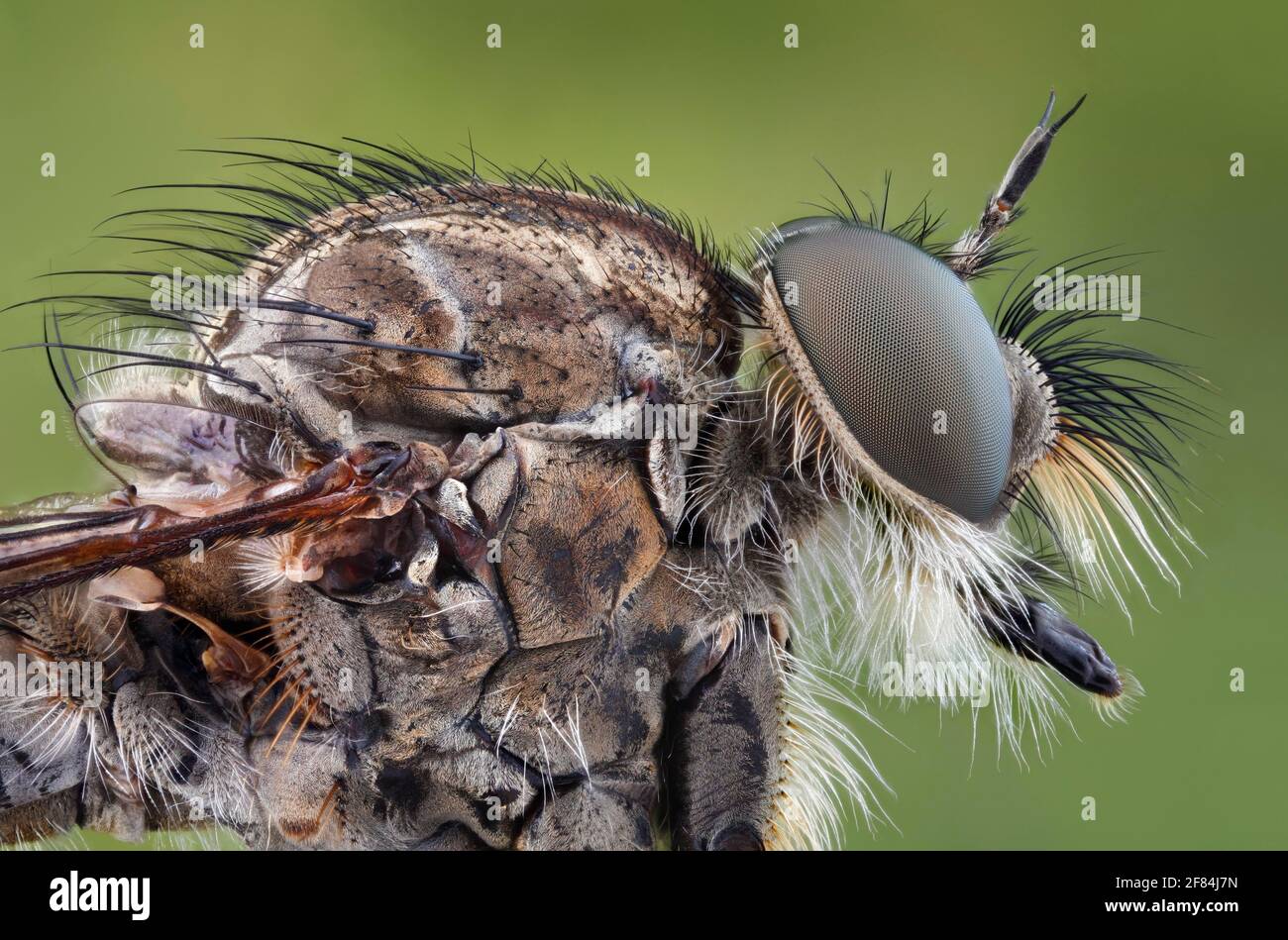 Kopf und Thorax einer Raubfliege (Tolmerus atricapillus) In der Seitenansicht Stockfoto