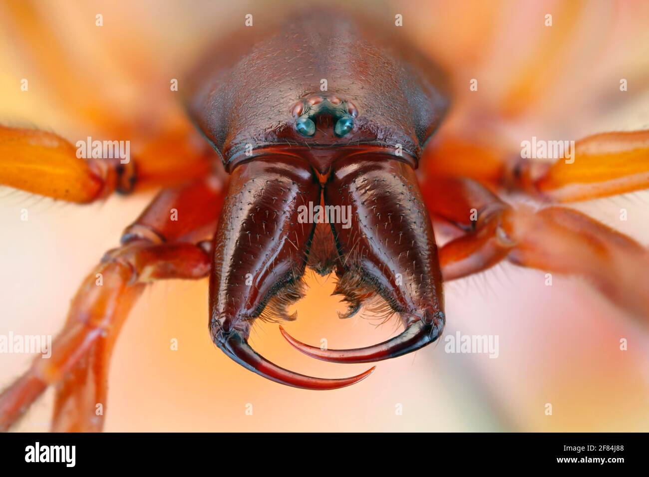 Frontalansicht einer Spinne (Dysdera crocata) Mit großen Klauen Stockfoto