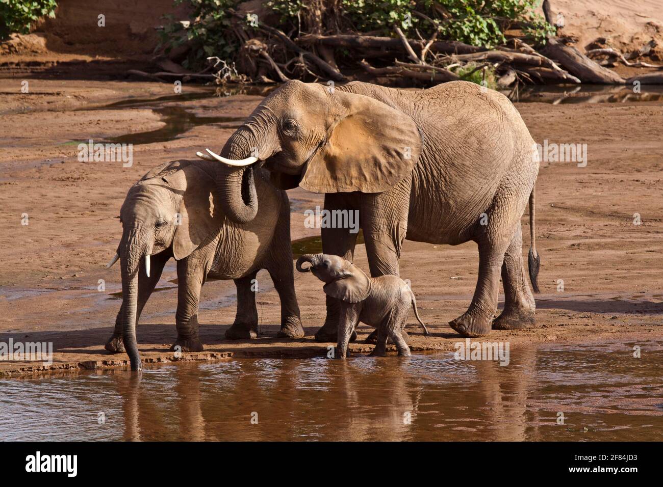 Afrikanische Elefanten (Loxodonta africana), Weibchen und Jungtiere, Ewaso-Ngiro River, Buffalo Springs Game Reserve, Kenia Stockfoto