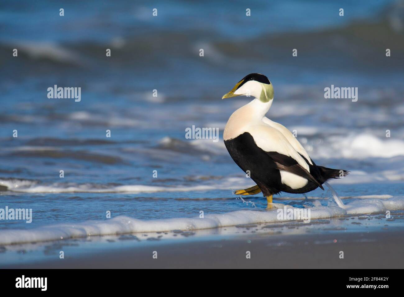 Eiderente, Somateria molissima, Helgoland, Schleswig-Holstein, Deutschland Stockfoto