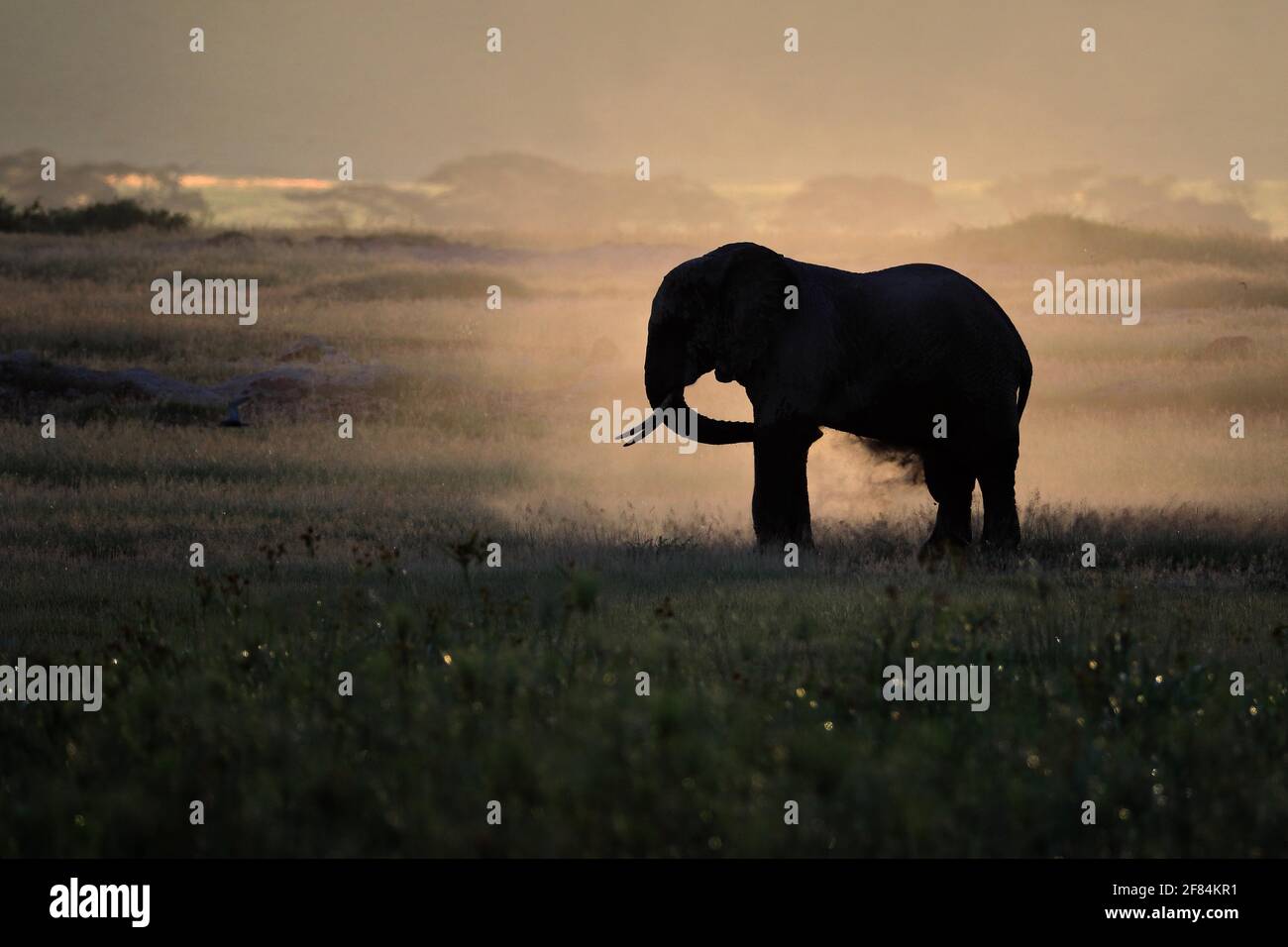 Afrikanischer Elefant (Loxodonta africana), stäubt sich selbst, Kenia Stockfoto