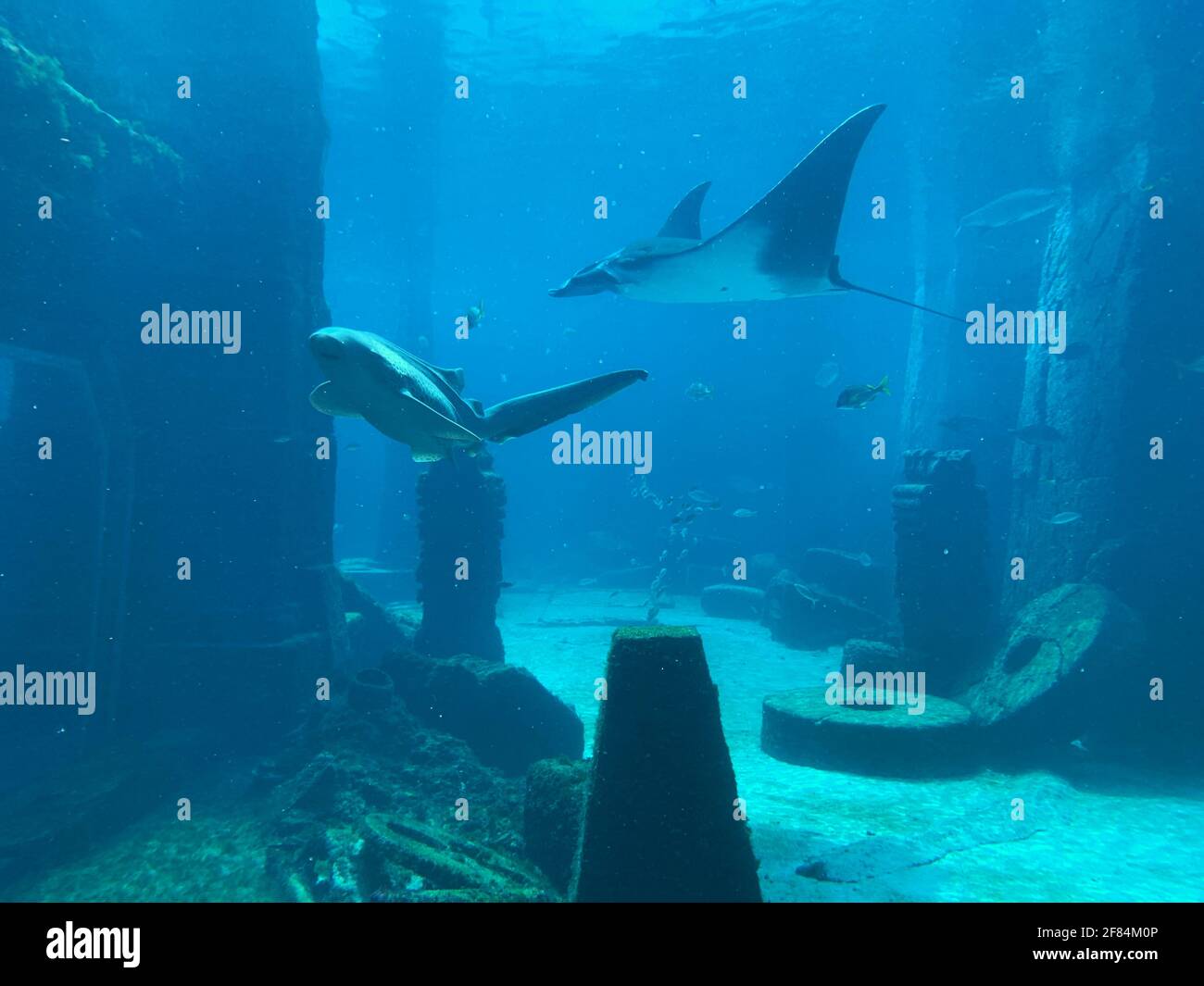 Zebra Shark und Manta Ray schwimmen zusammen Stockfoto