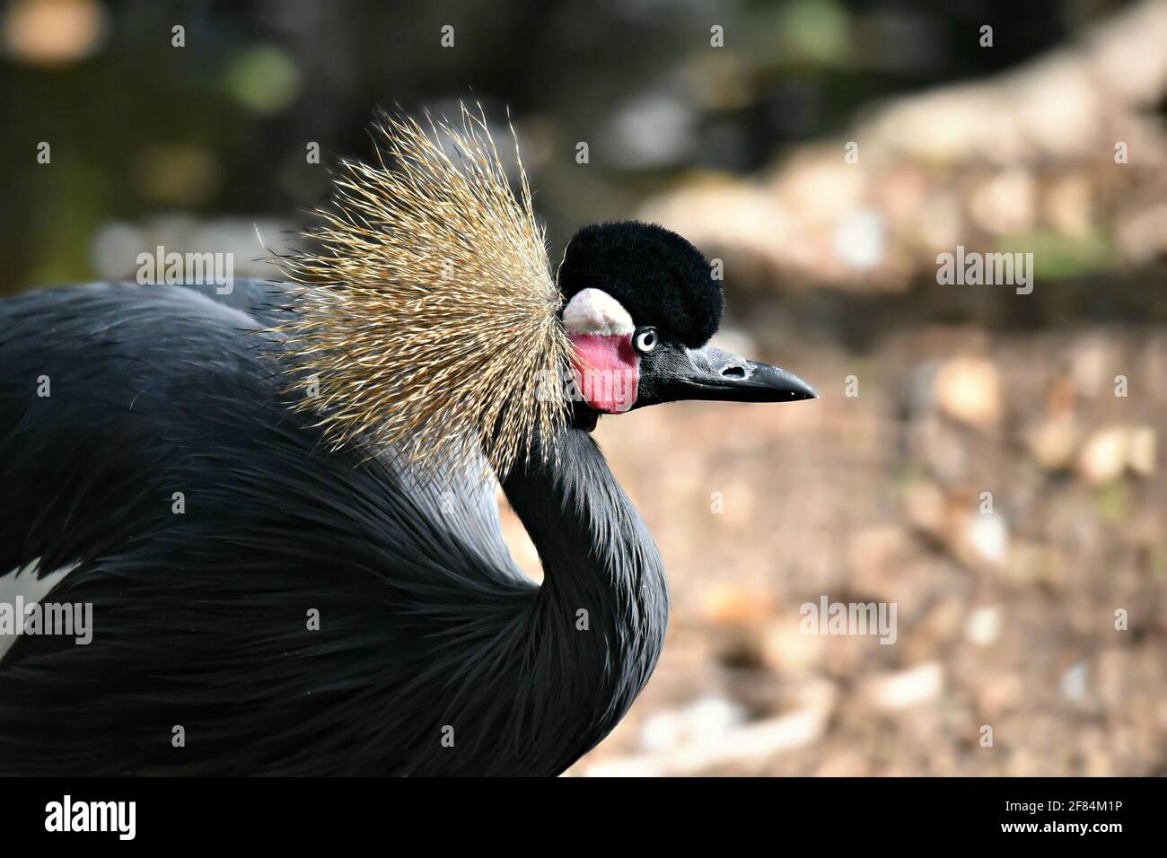 Balearica pavonina (Schwarzer Kranich) mit dunklem schiefergrauem Gefieder, steifen, goldborstenartigen Federn auf einer Porträtkomposition. Stockfoto