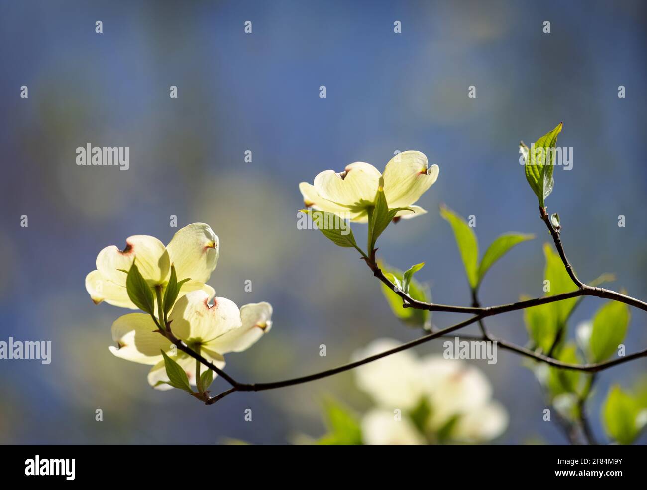 Blühendes Hundehuh (Cornus florida) - Hall County, Georgia. Sonnenlicht scheint an einem sonnigen Frühlingstag durch die Blüten eines blühenden Dogwood-Baumes. Stockfoto