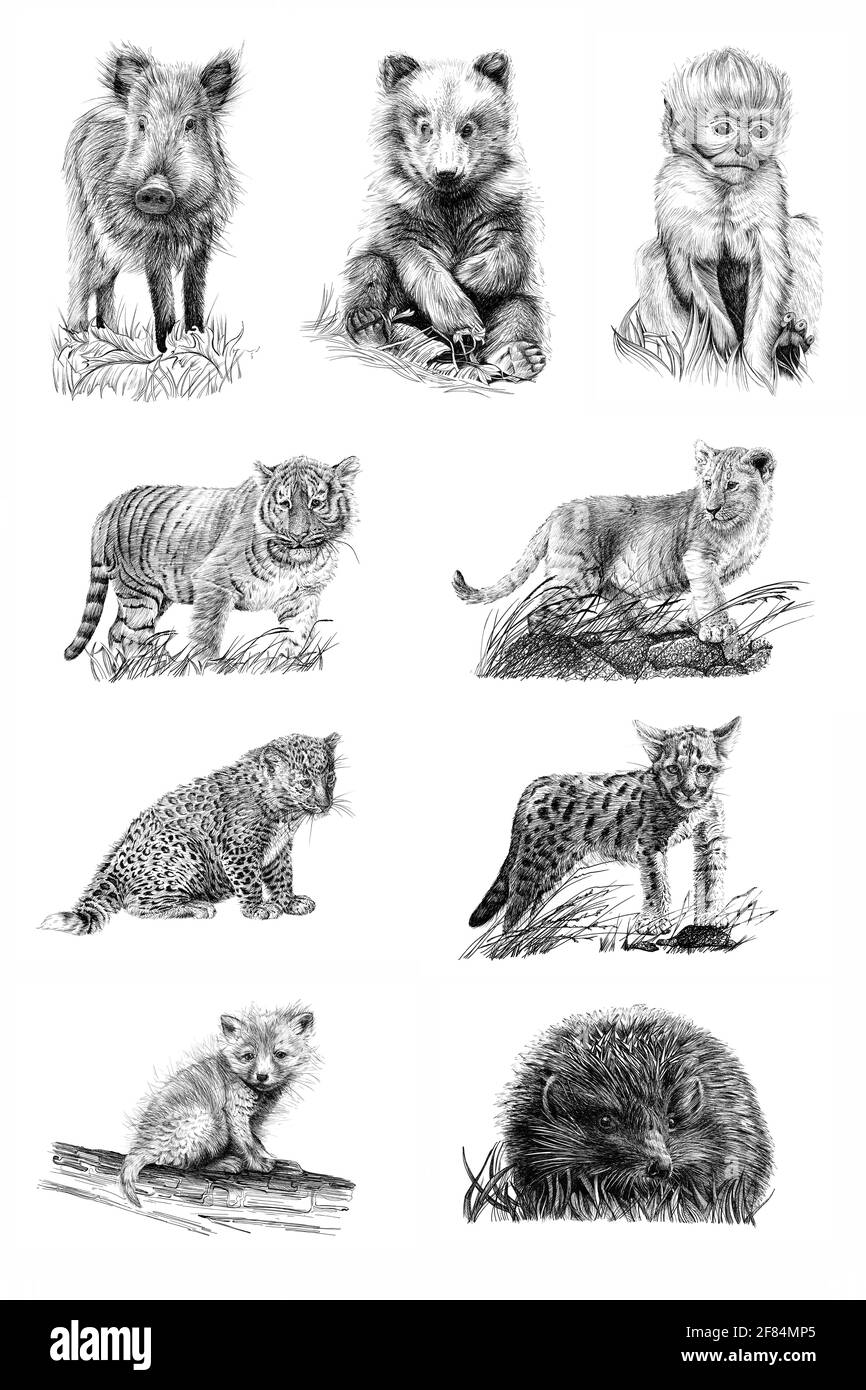 Set aus neun Babytieren, handgezeichnete Illustrationen (Originale, keine Nachzeichnung) Stockfoto