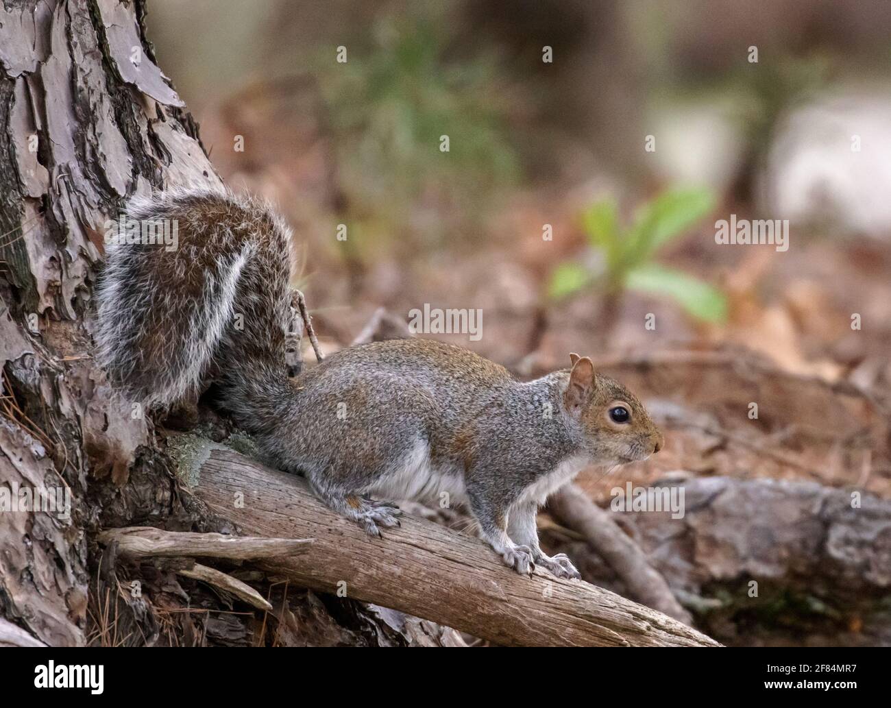 Östliches graues Eichhörnchen (Sciurus carolinensis) - Hall County, Georgia. Ostgrauhörnchen auf der Suche nach versteckten Nüssen im Waldboden. Stockfoto