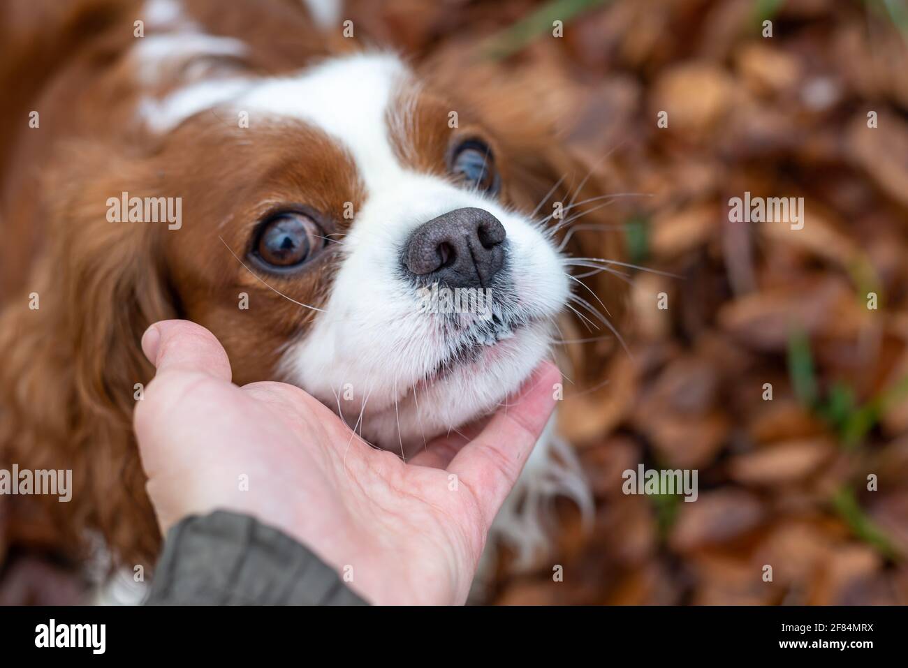 Hundekavalier König Charles Spaniel schoss während eines Spaziergangs Stockfoto