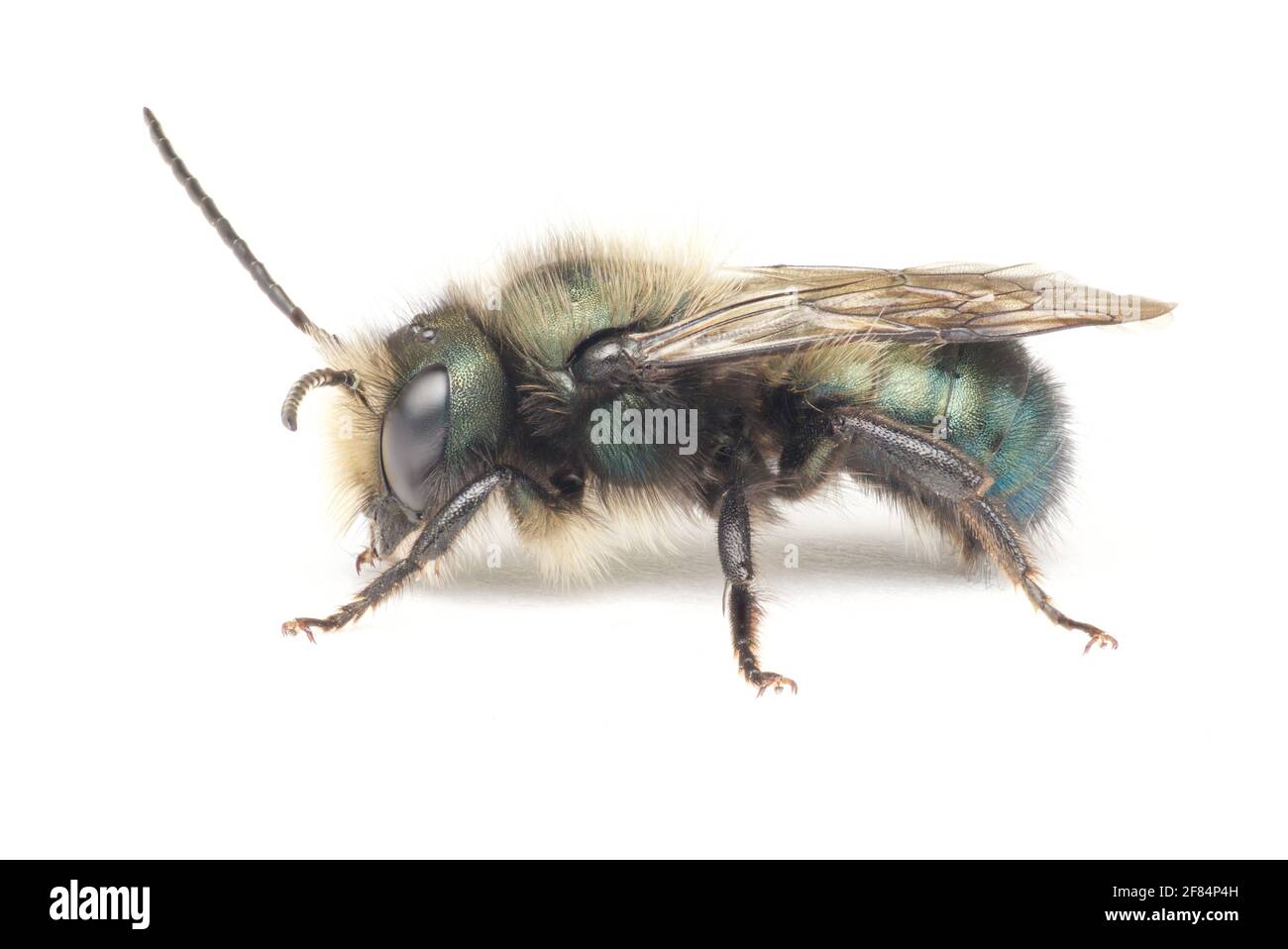 Blaue Orchideenbiene, Osmia lignaria (männlich) Stockfoto