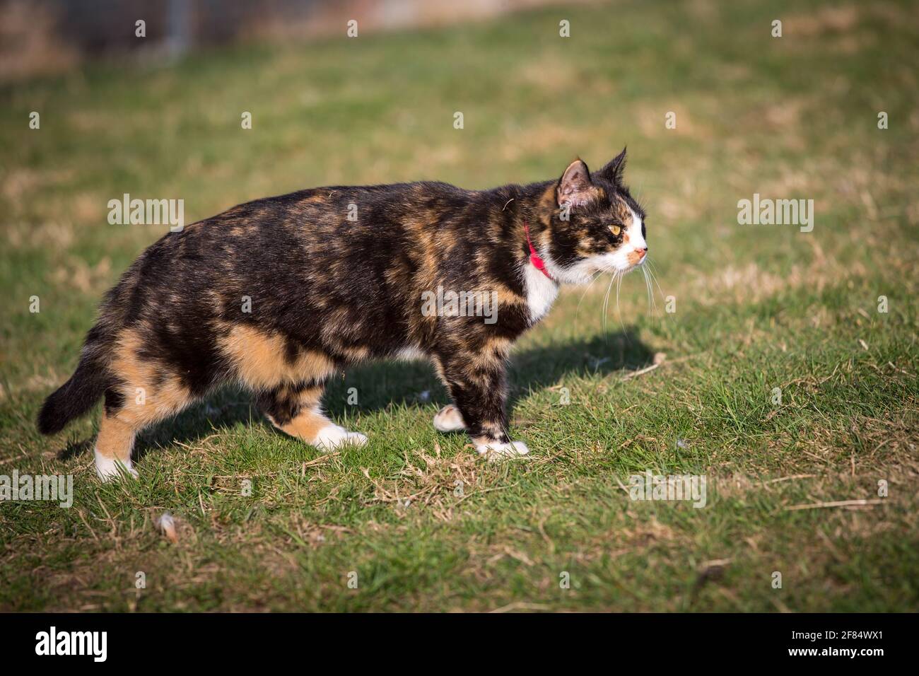 Schildkrötenfarmkatze, die an einem sonnigen Frühlingstag herumschlendert Stockfoto