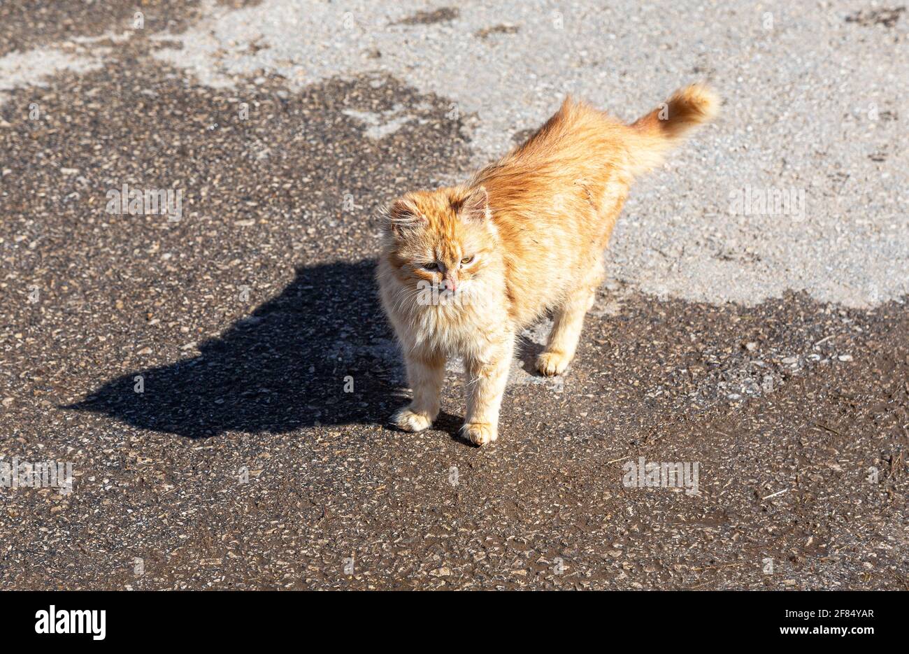 Heimatlose niedliche einsame Ingwer Kätzchen in sonnigen Tag Stockfoto